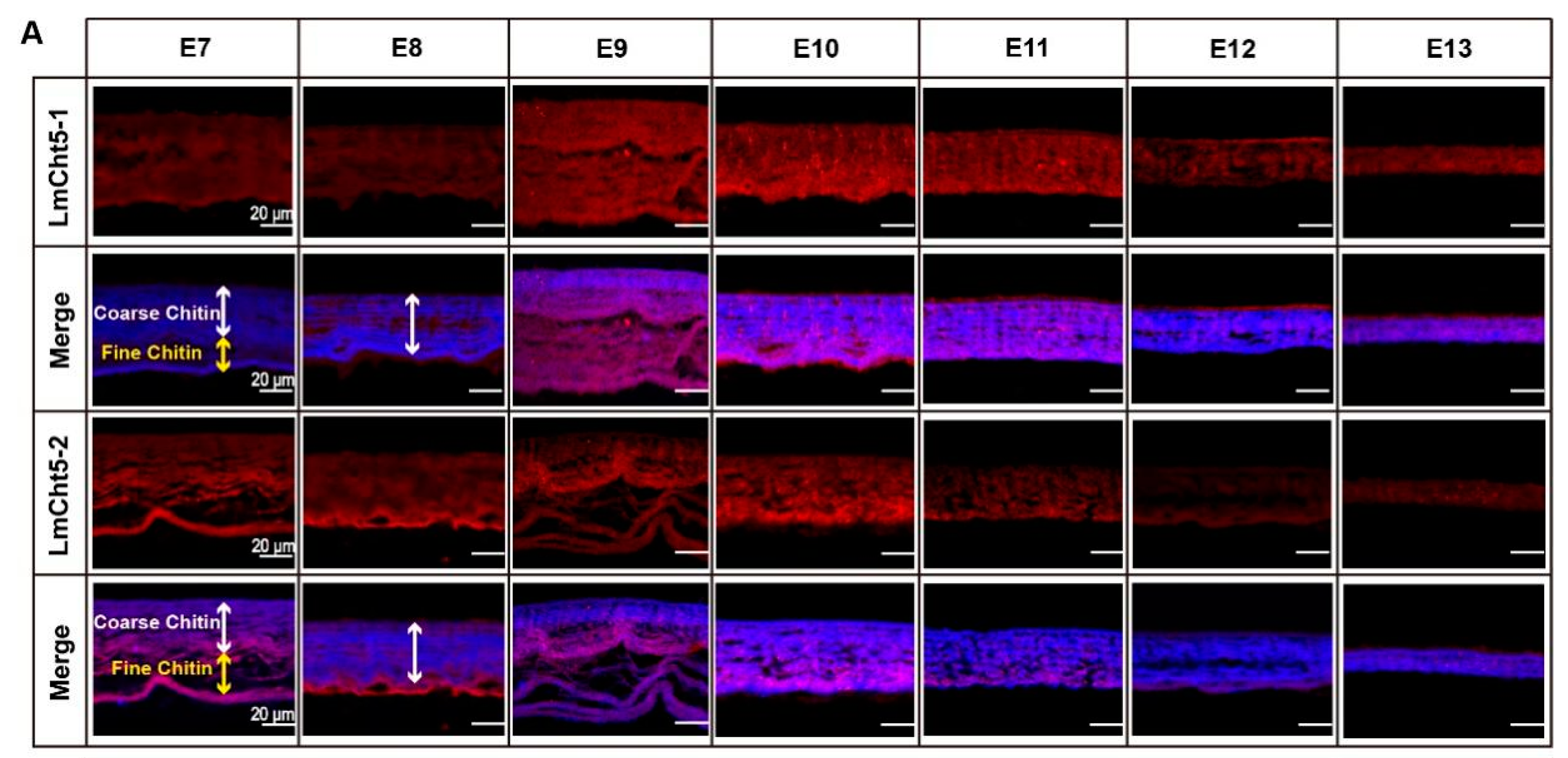 Biology 11 01778 g003a