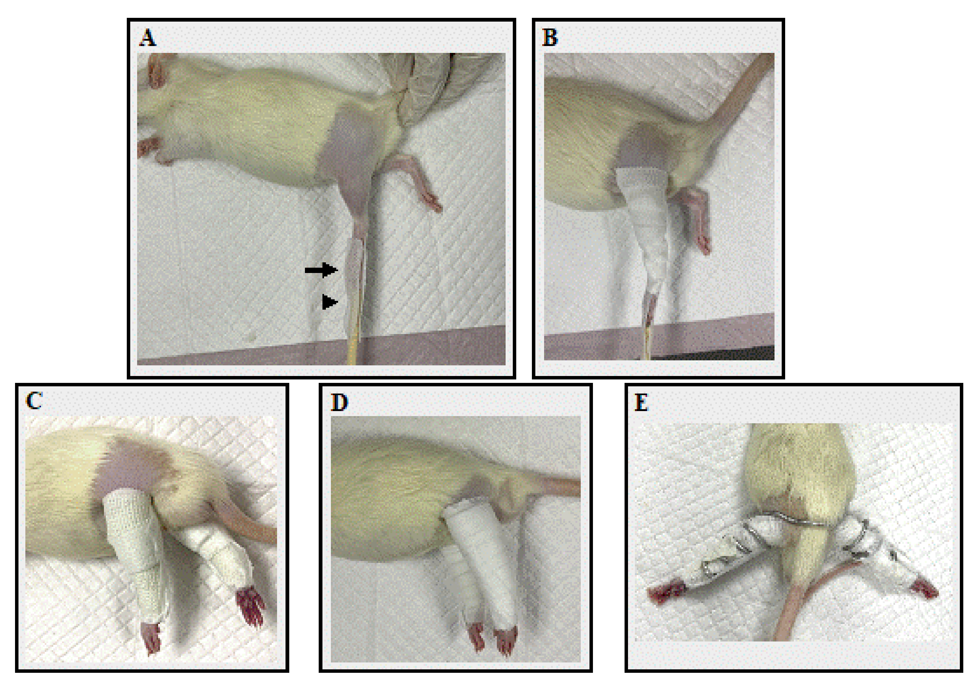 Biology 11 01781 g001 Biology 11 01781 g001