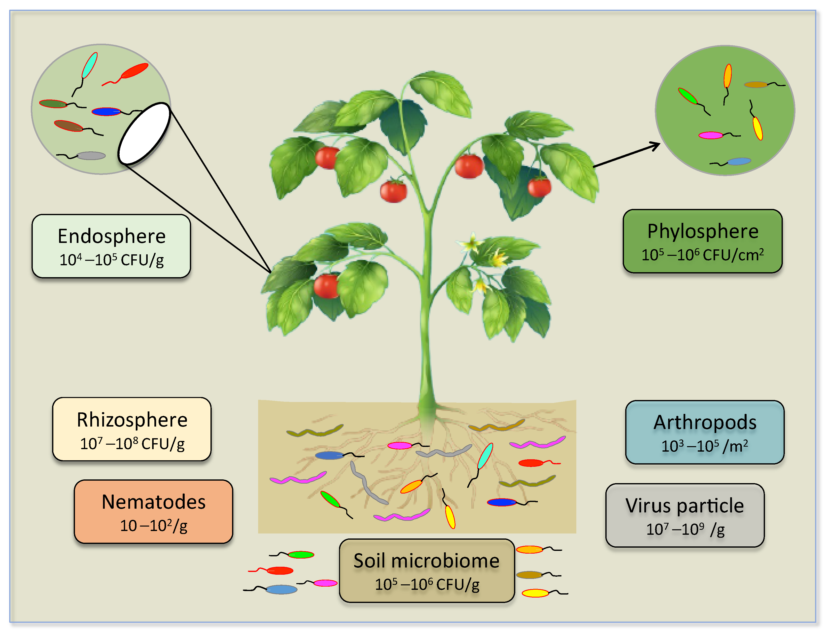 Phytoremediation potential evaluation of three rhubarb species and