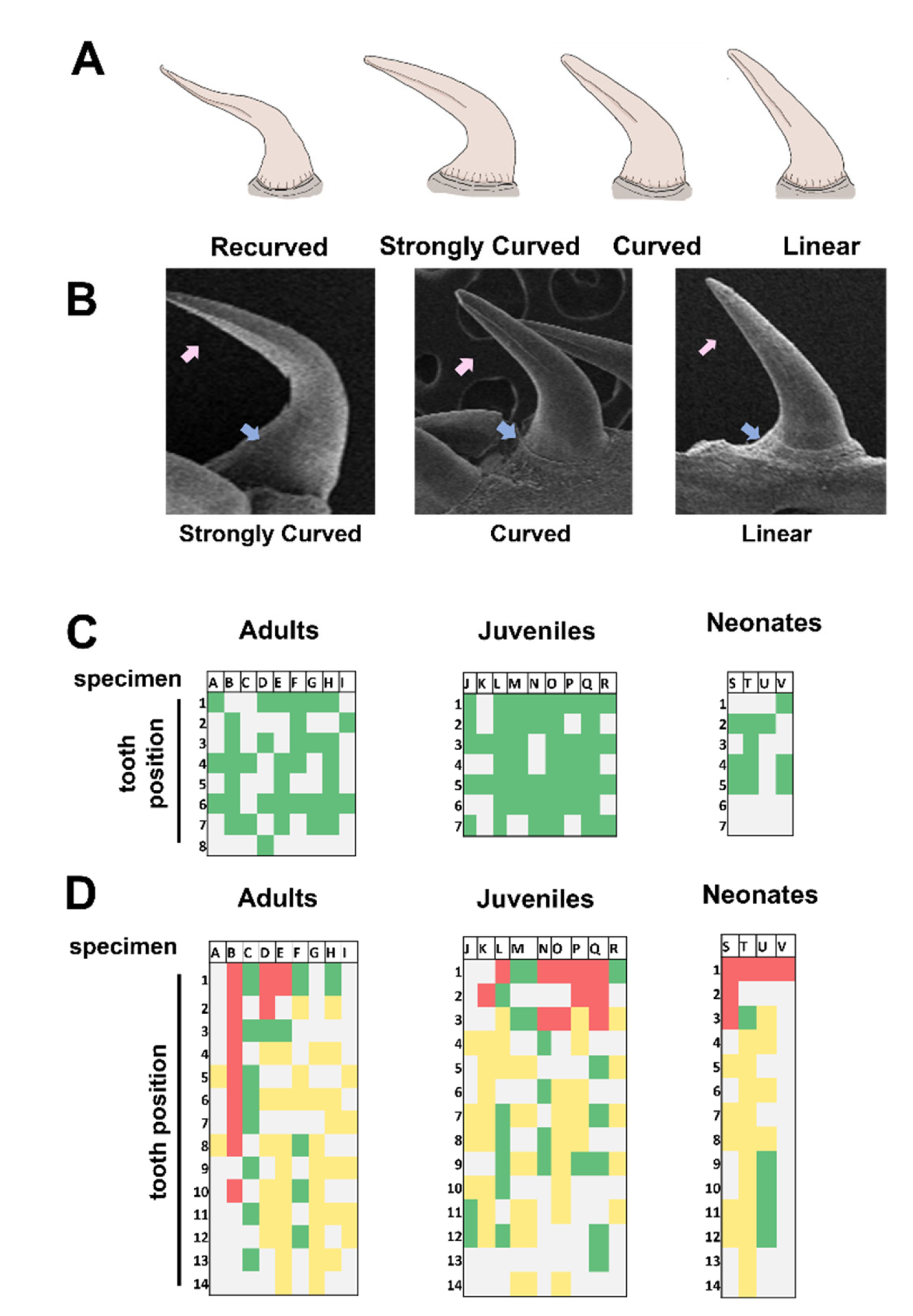 Biology 11 01788 g005 Biology 11 01788 g005