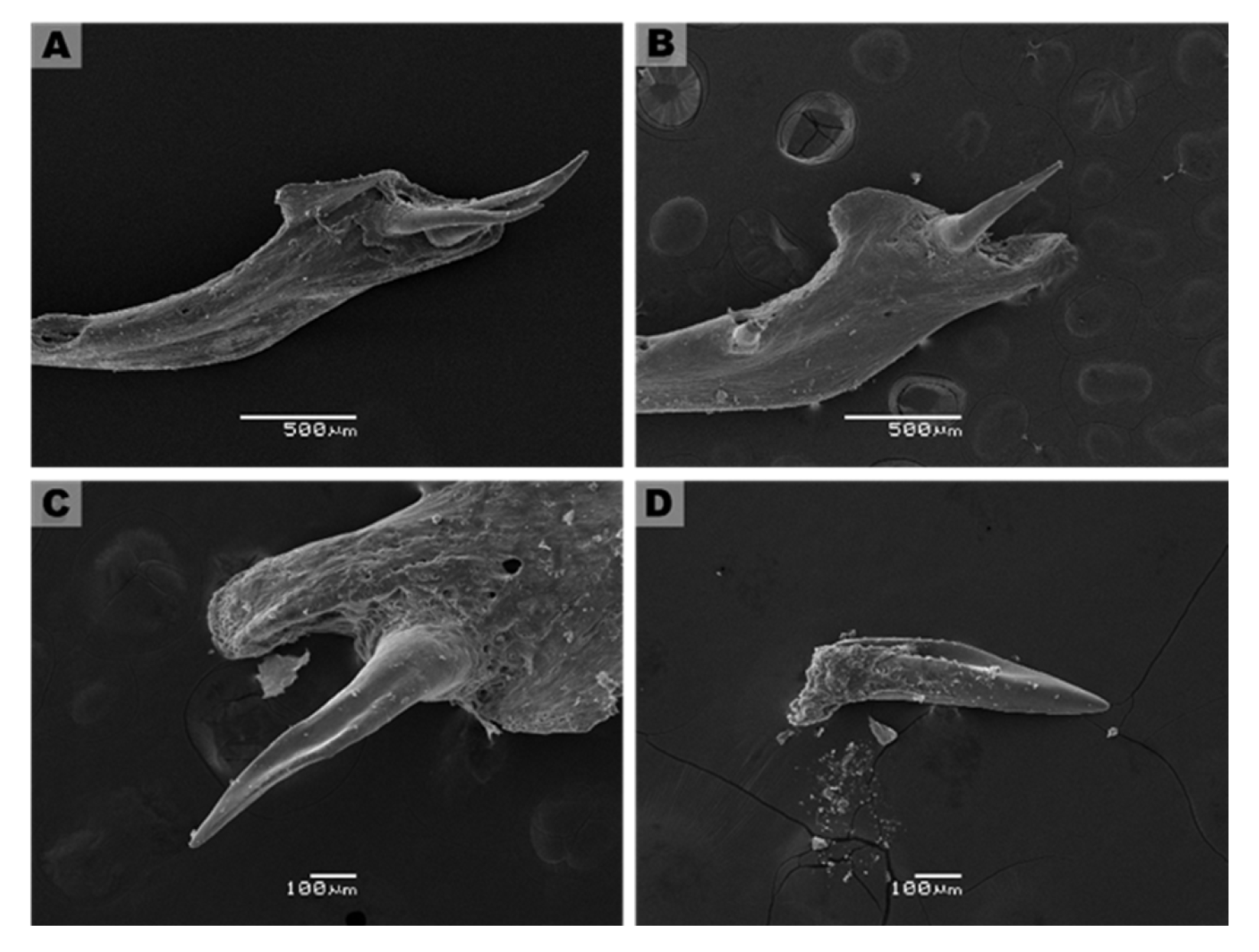 Biology 11 01788 g008 Biology 11 01788 g008