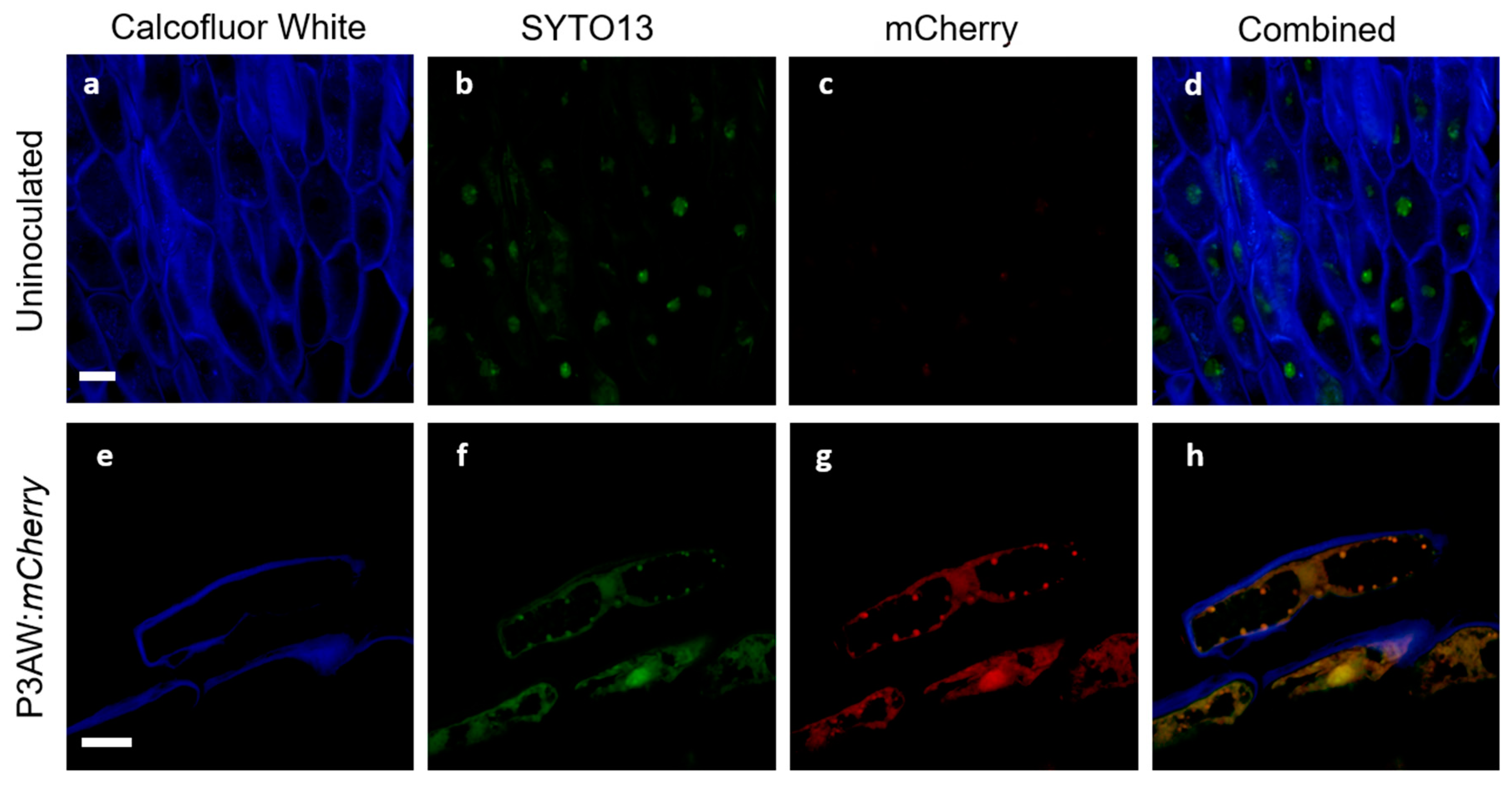 Biology 11 01790 g011