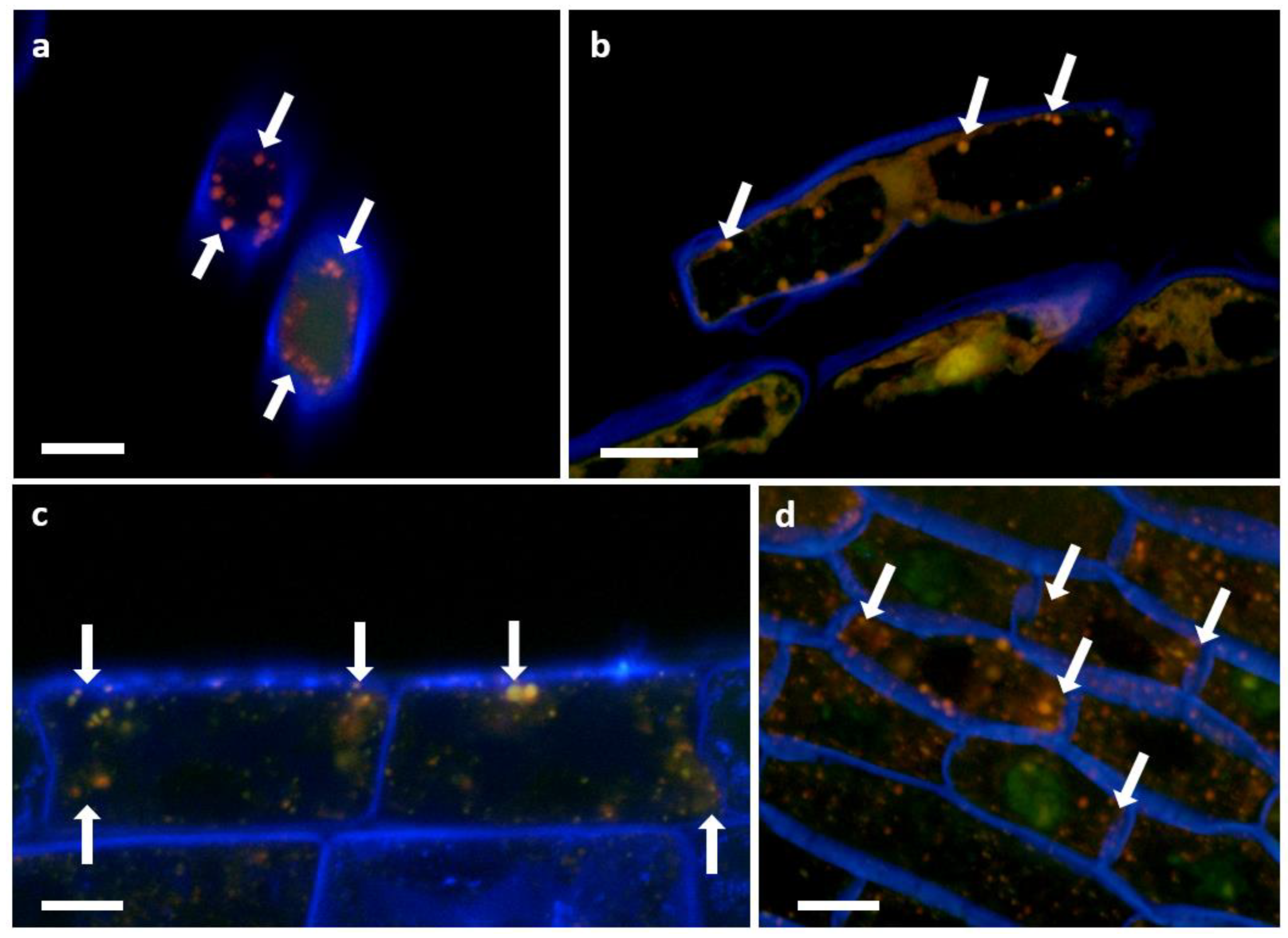 Biology 11 01790 g012