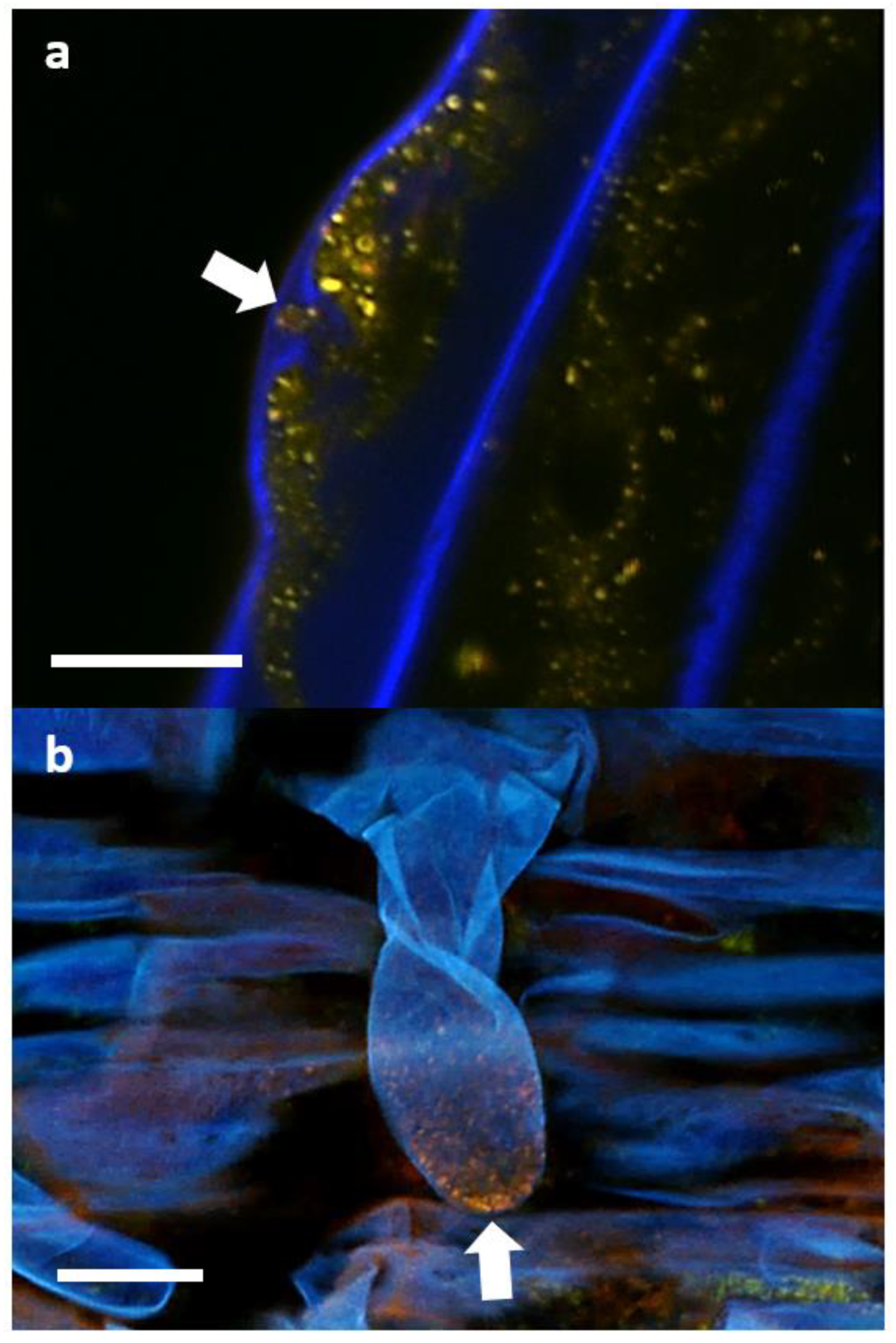 Biology 11 01790 g013