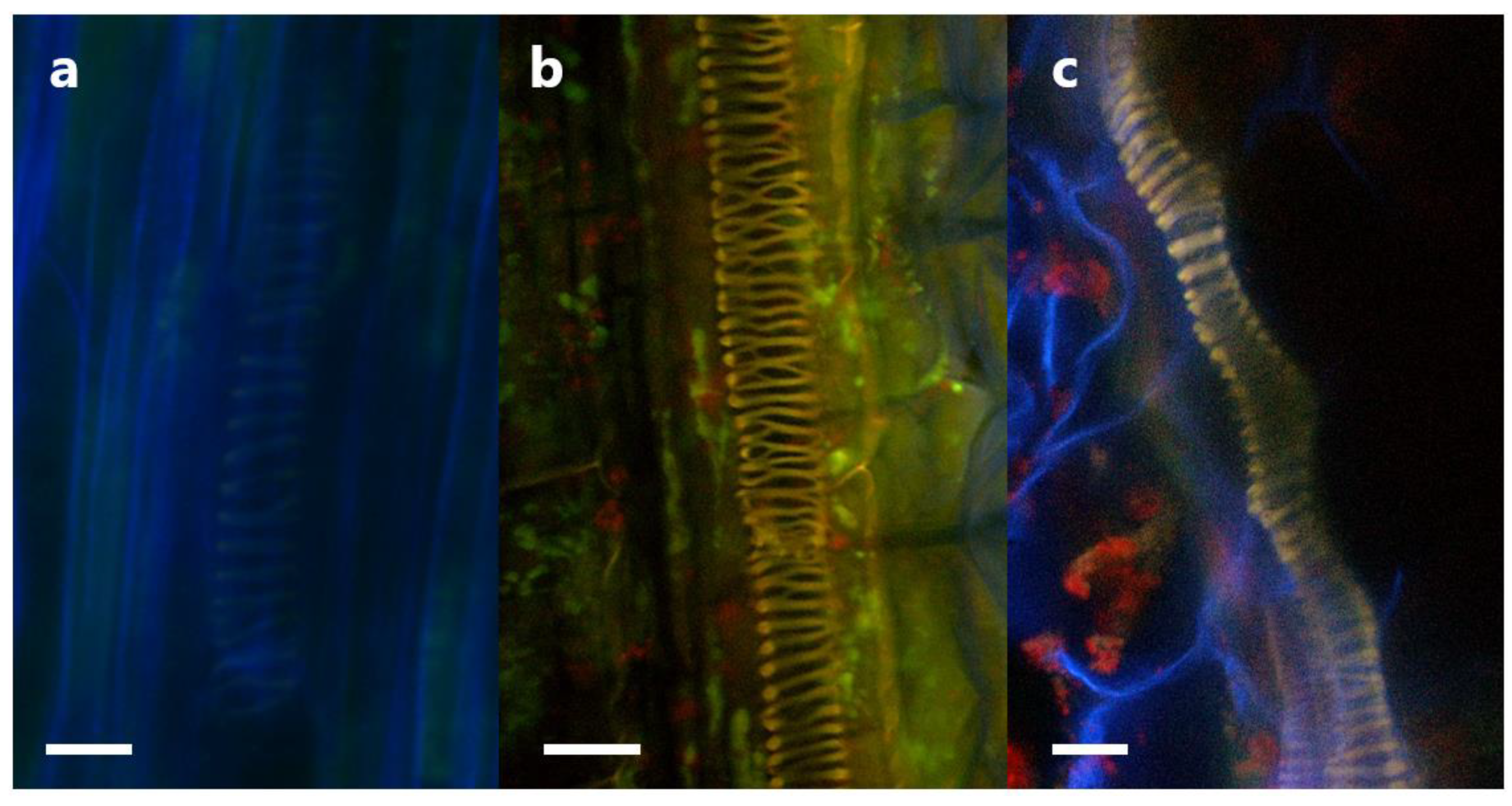 Biology 11 01790 g015