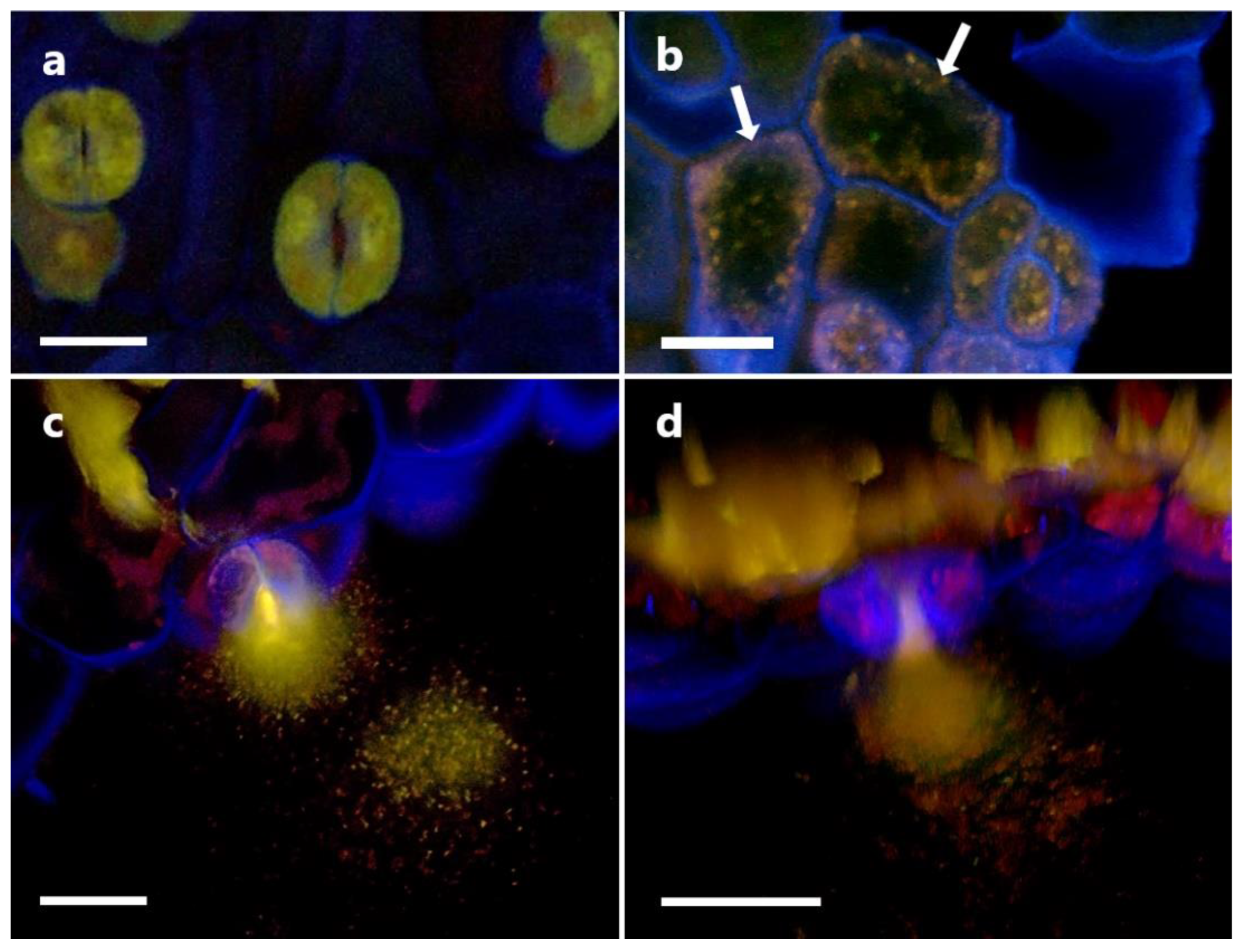 Biology 11 01790 g016