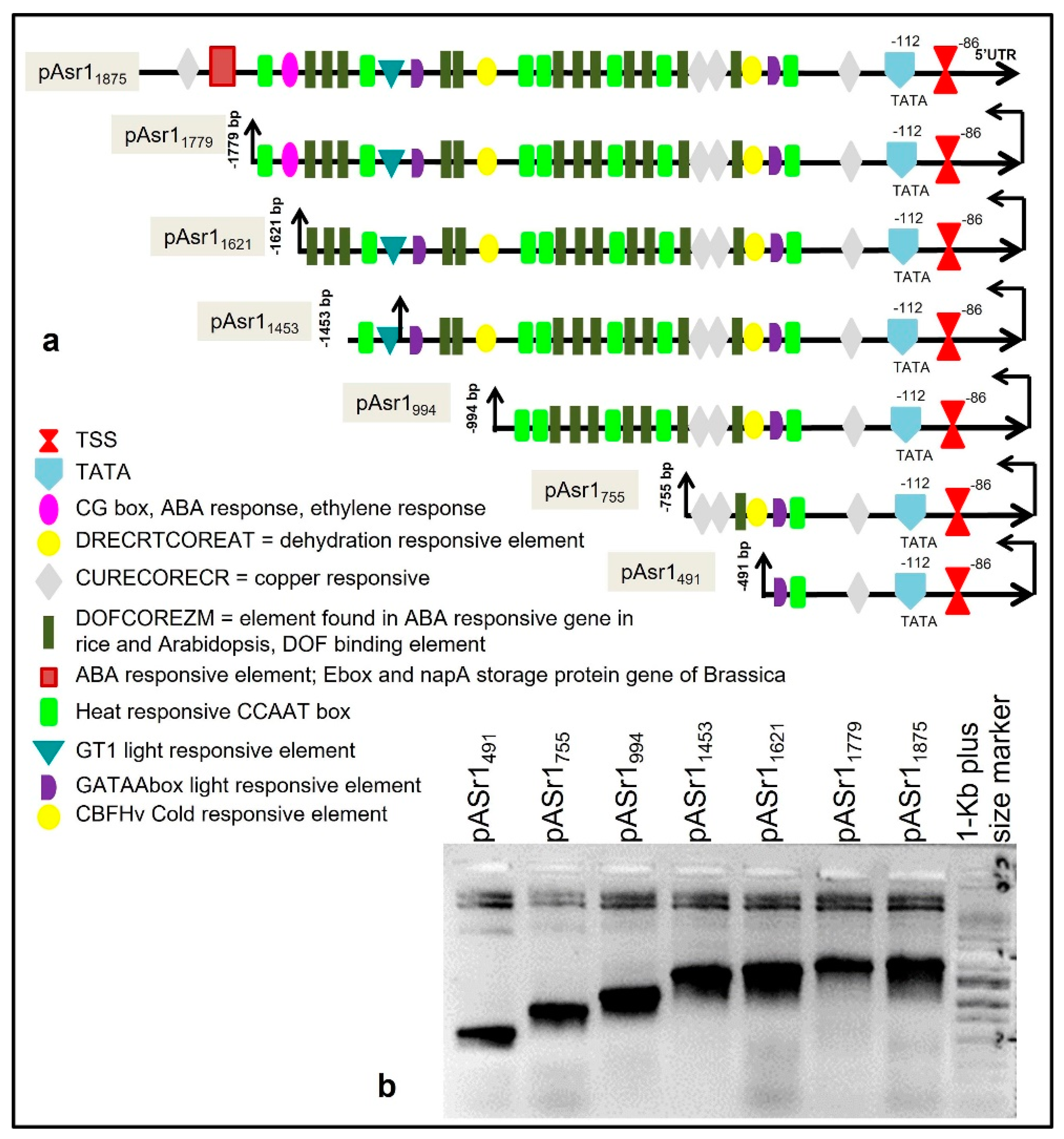 Biology 11 01828 g001 Biology 11 01828 g001