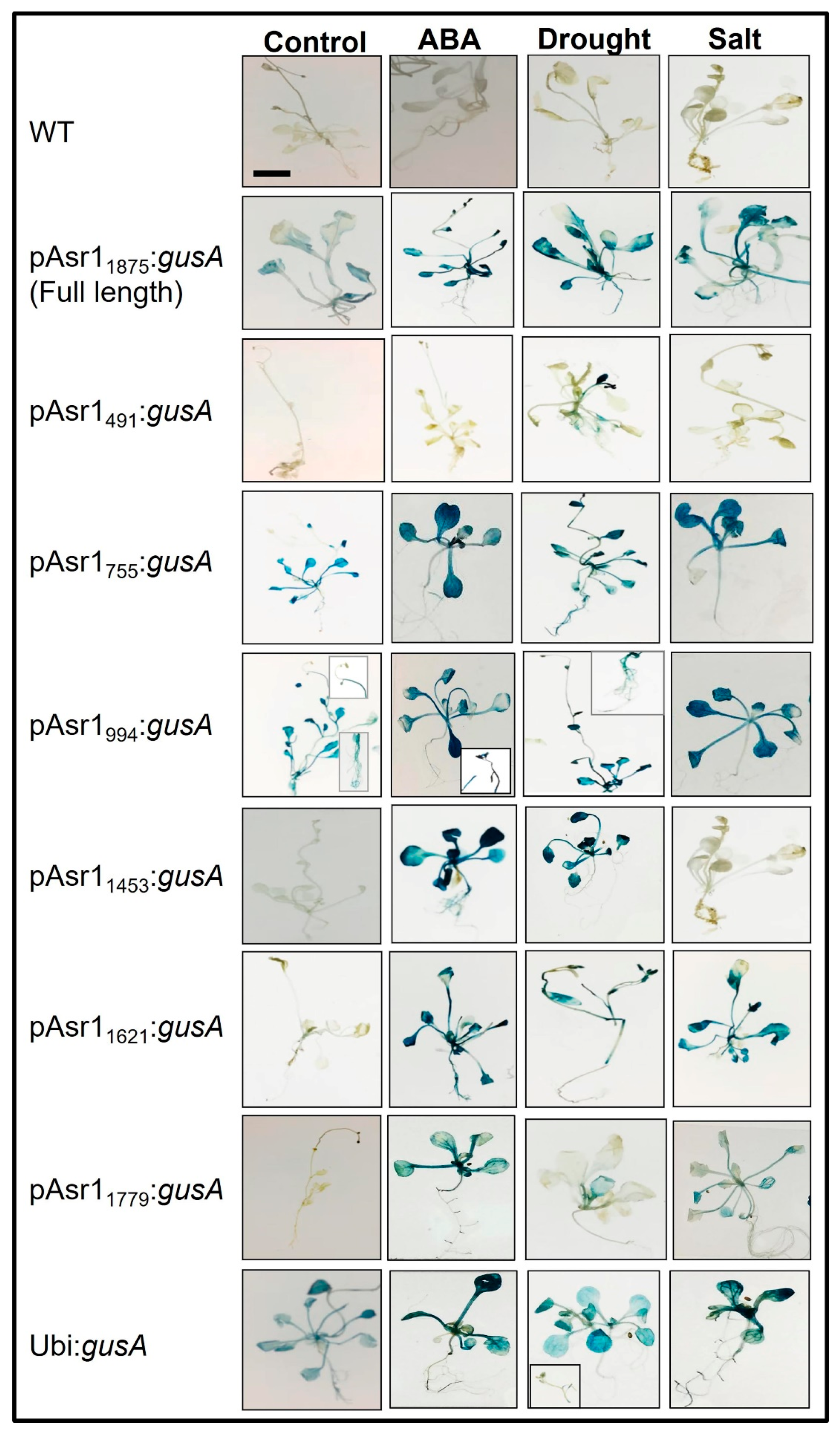Biology 11 01828 g002 Biology 11 01828 g002