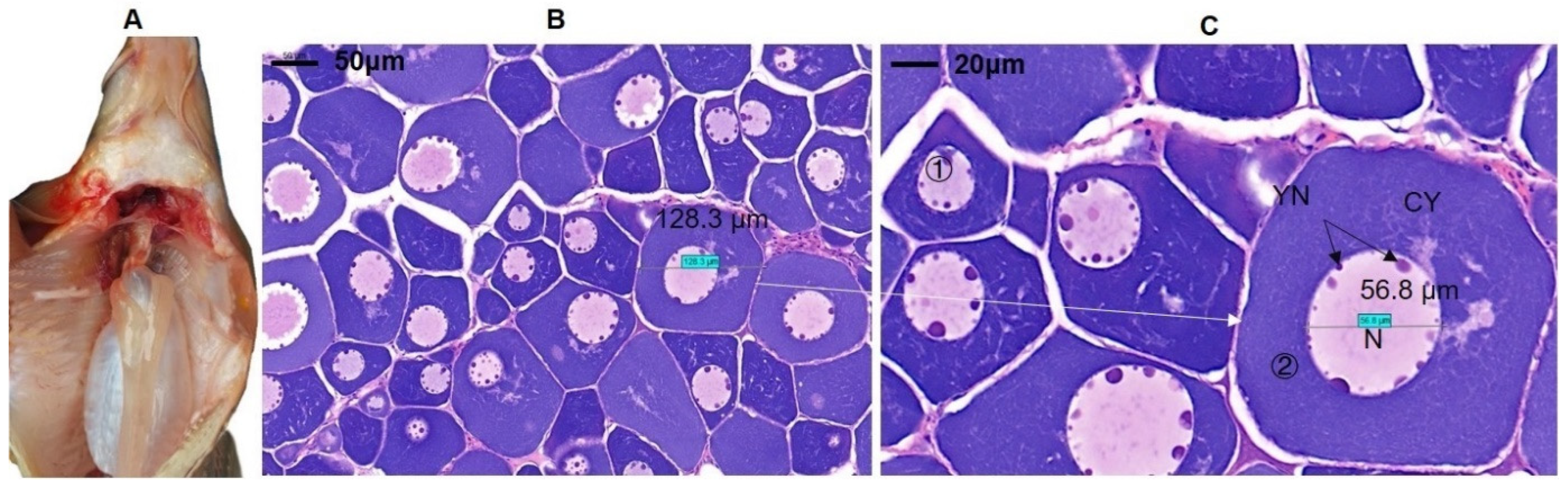 Biology 11 01829 g001 Biology 11 01829 g001