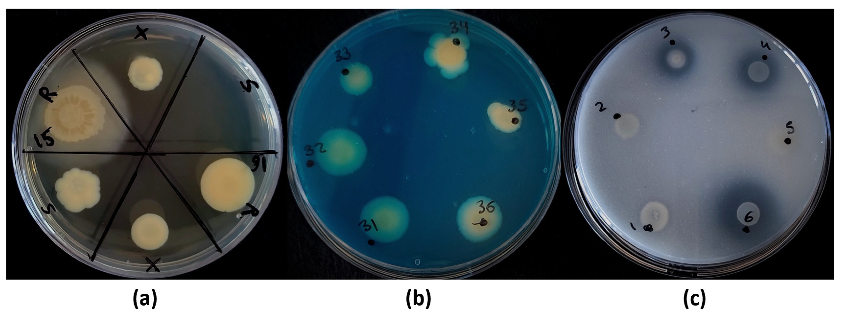 Biology 11 01838 g006 Biology 11 01838 g006