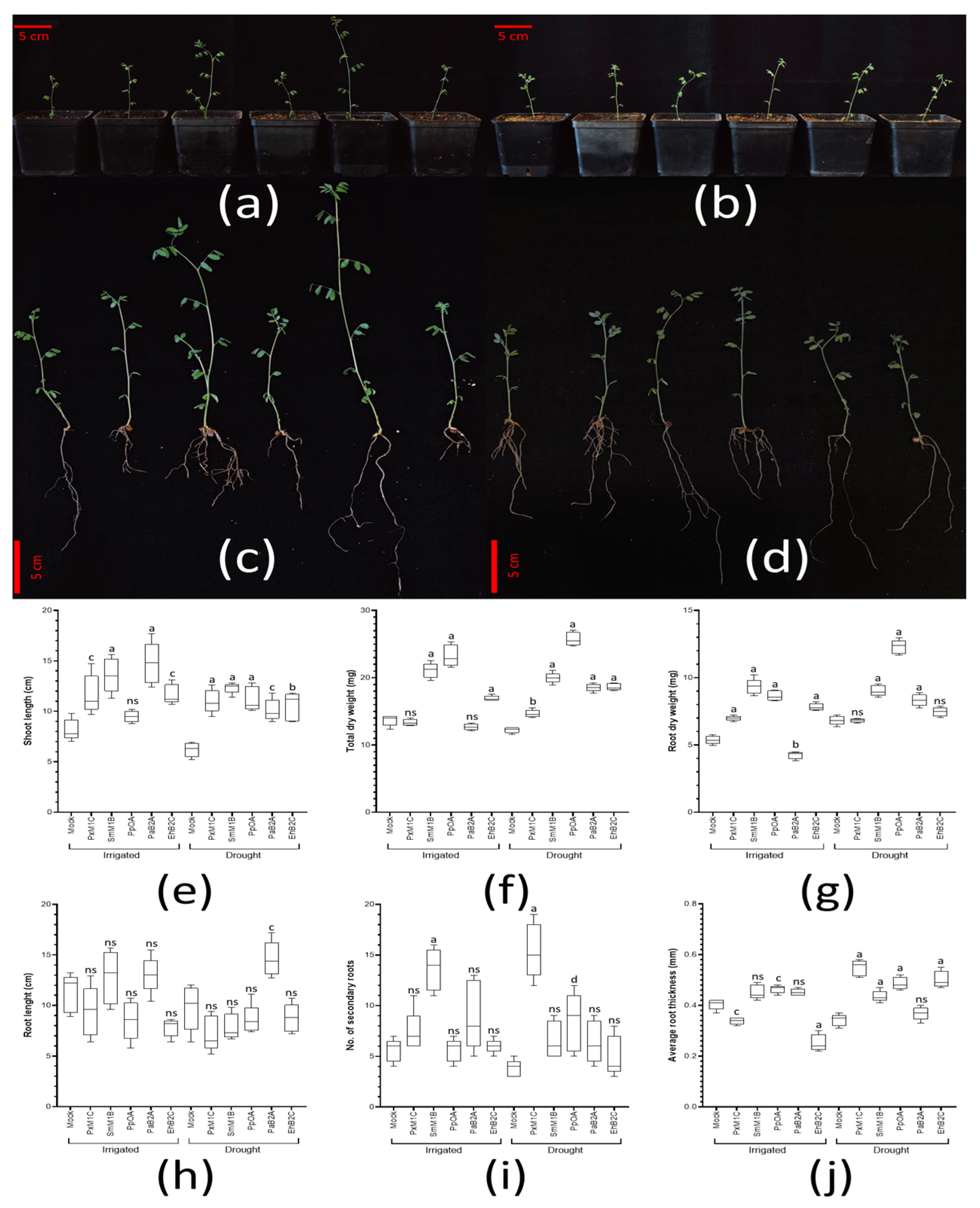 Biology 11 01838 g008 Biology 11 01838 g008