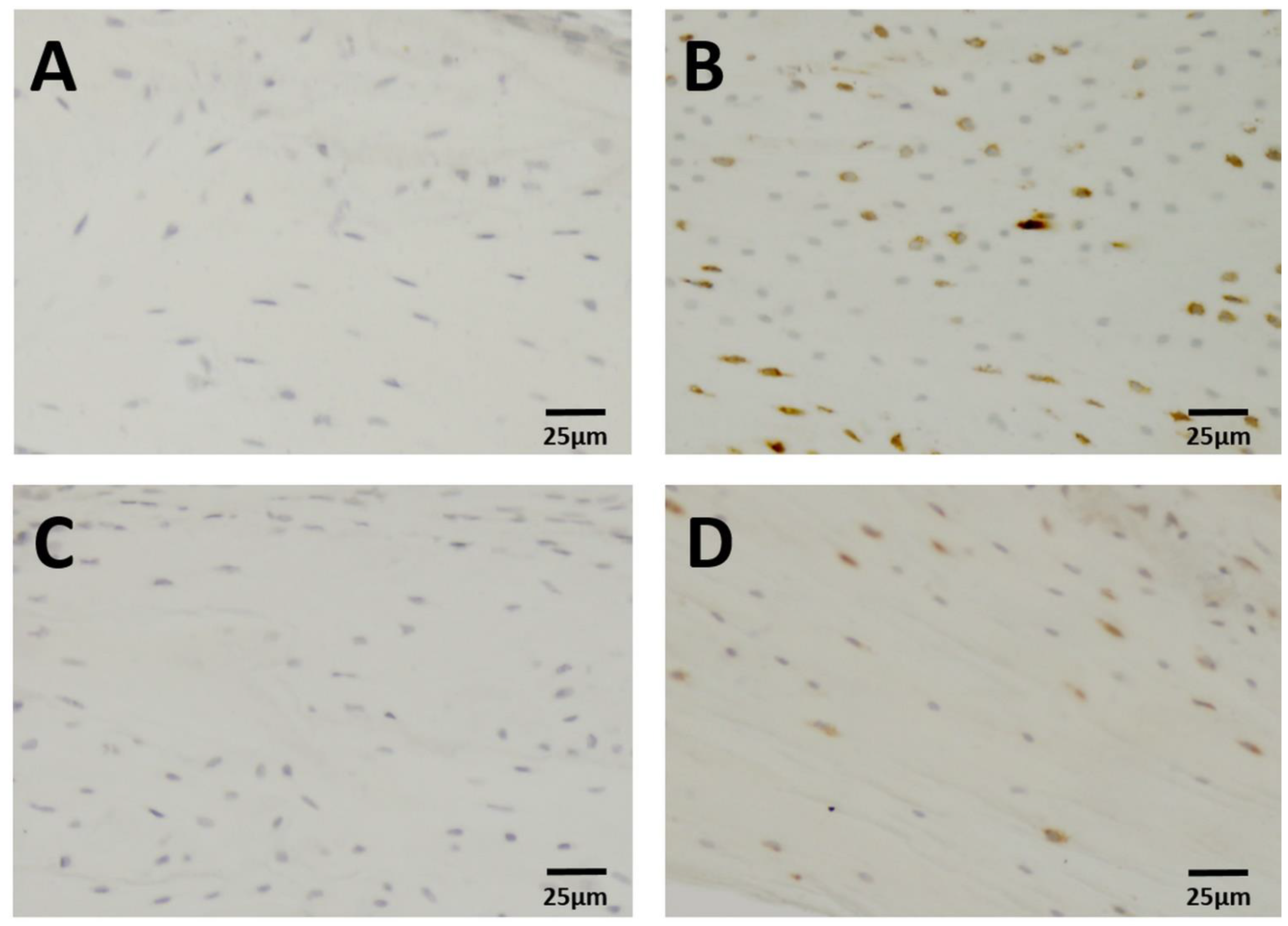 Biology 11 01840 g001