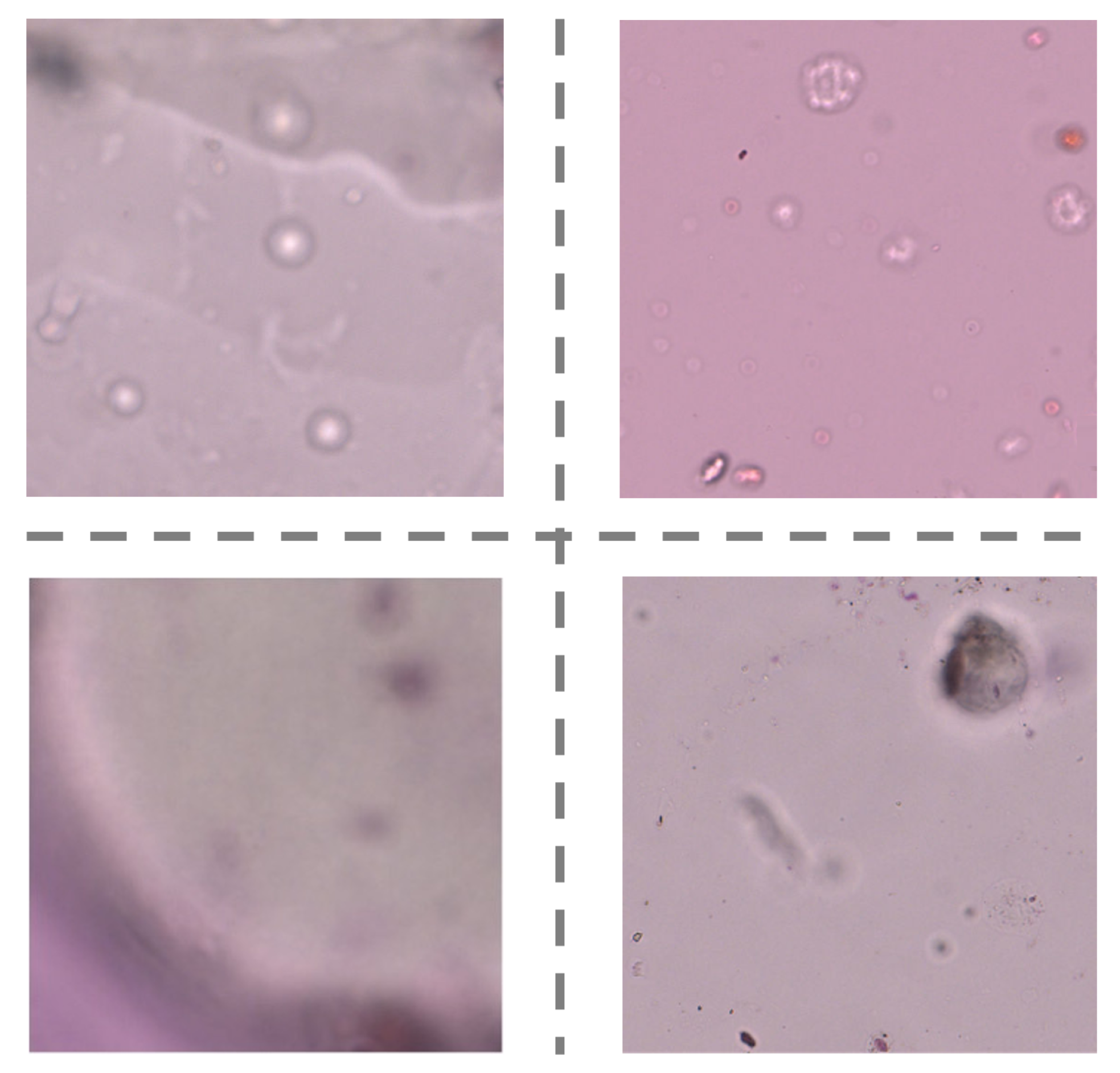 Biology 11 01841 g010