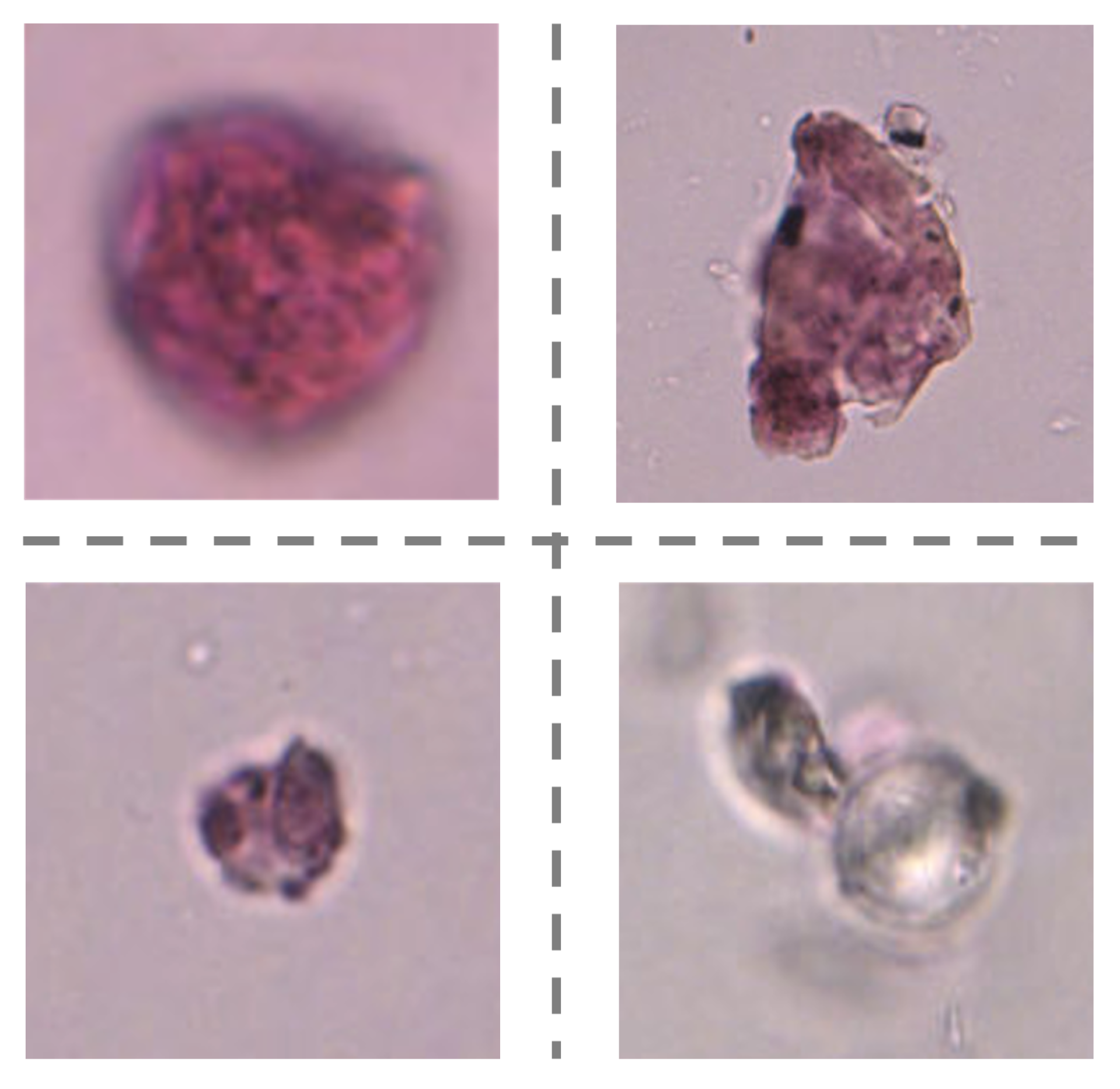 Biology 11 01841 g011