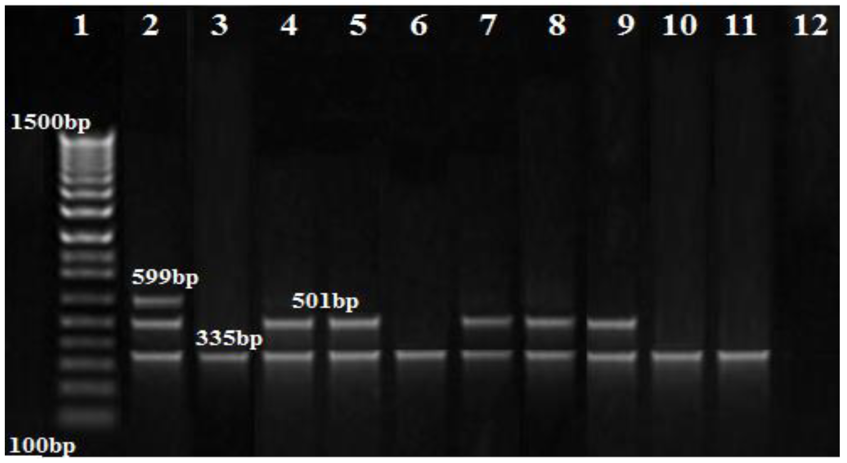 Biology 11 01845 g003 Biology 11 01845 g003