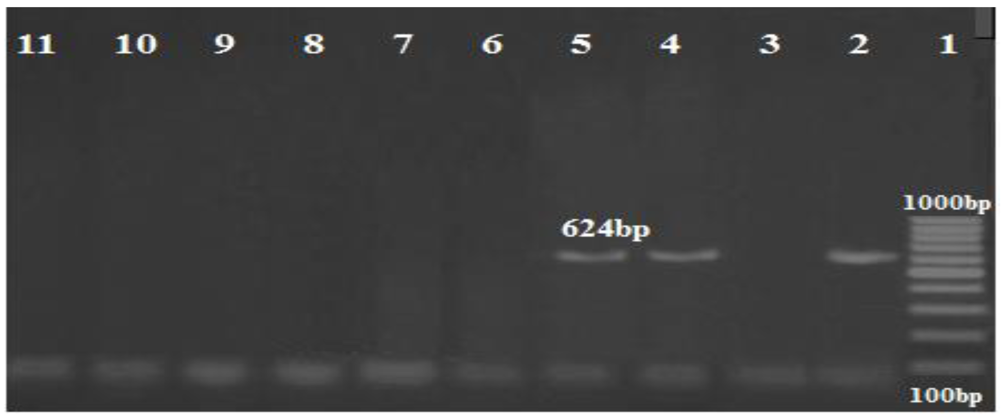 Biology 11 01845 g005 Biology 11 01845 g005