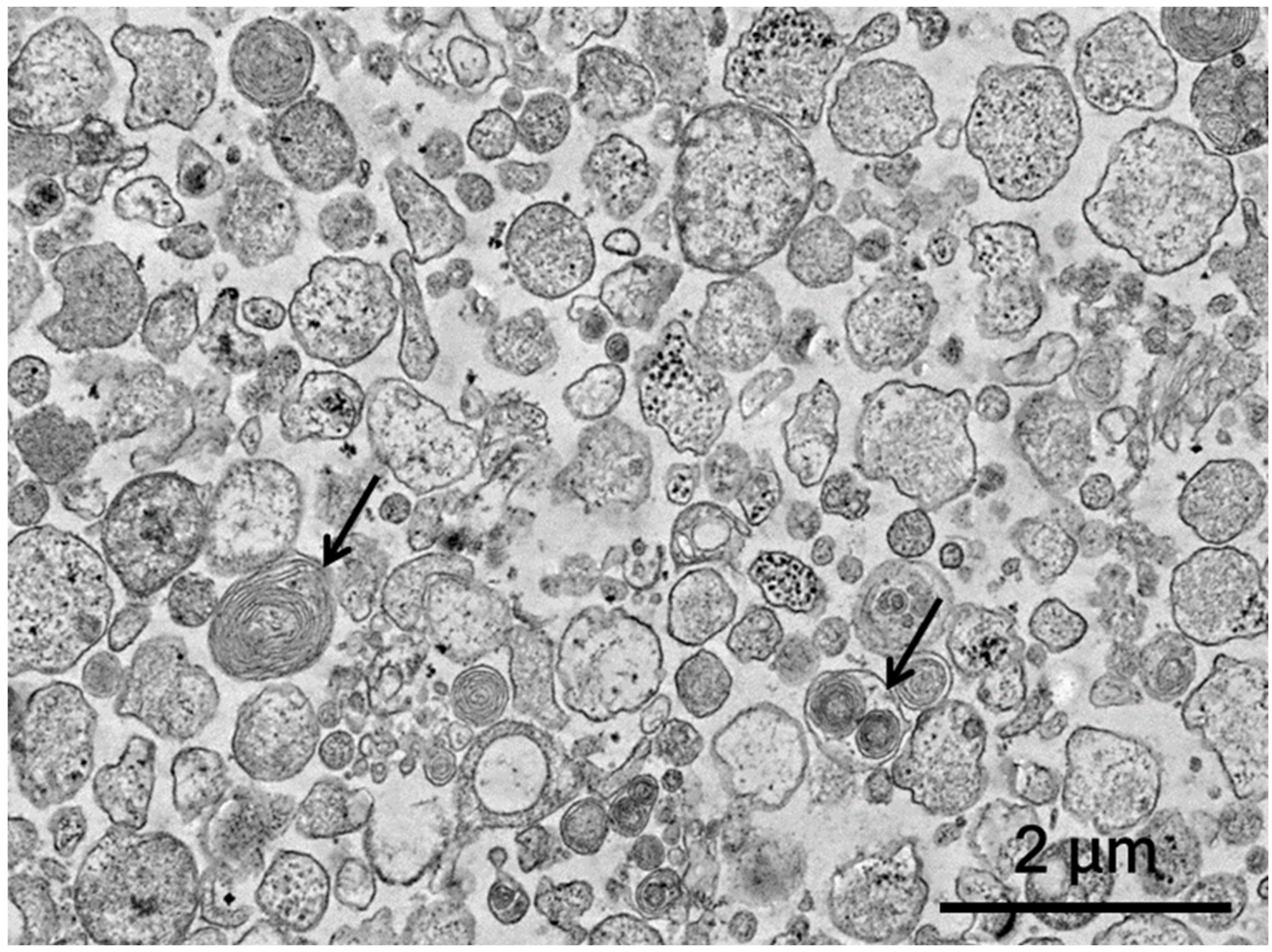 Biology 11 01853 g001