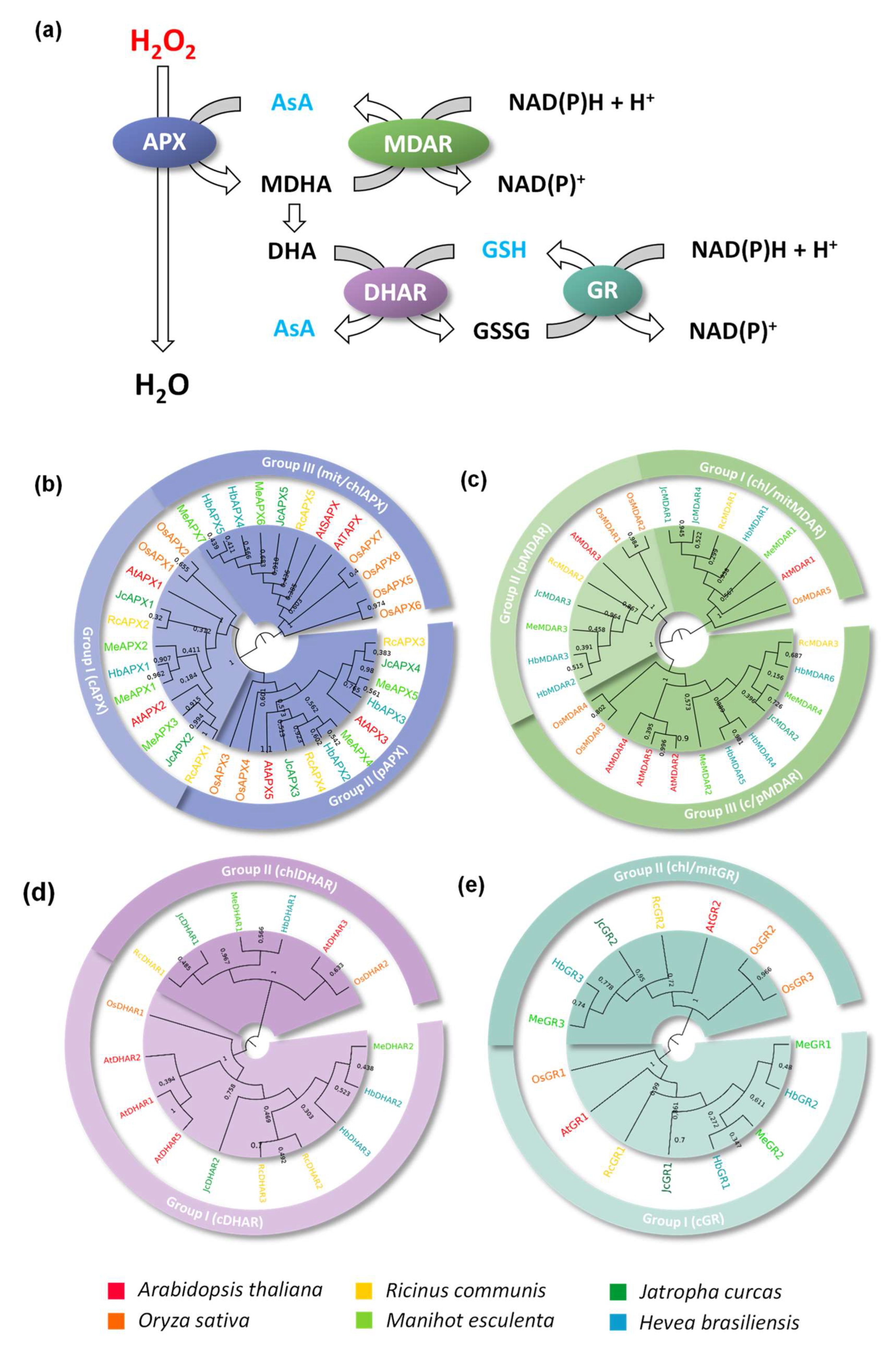 Biology 12 00019 g001 Biology 12 00019 g001