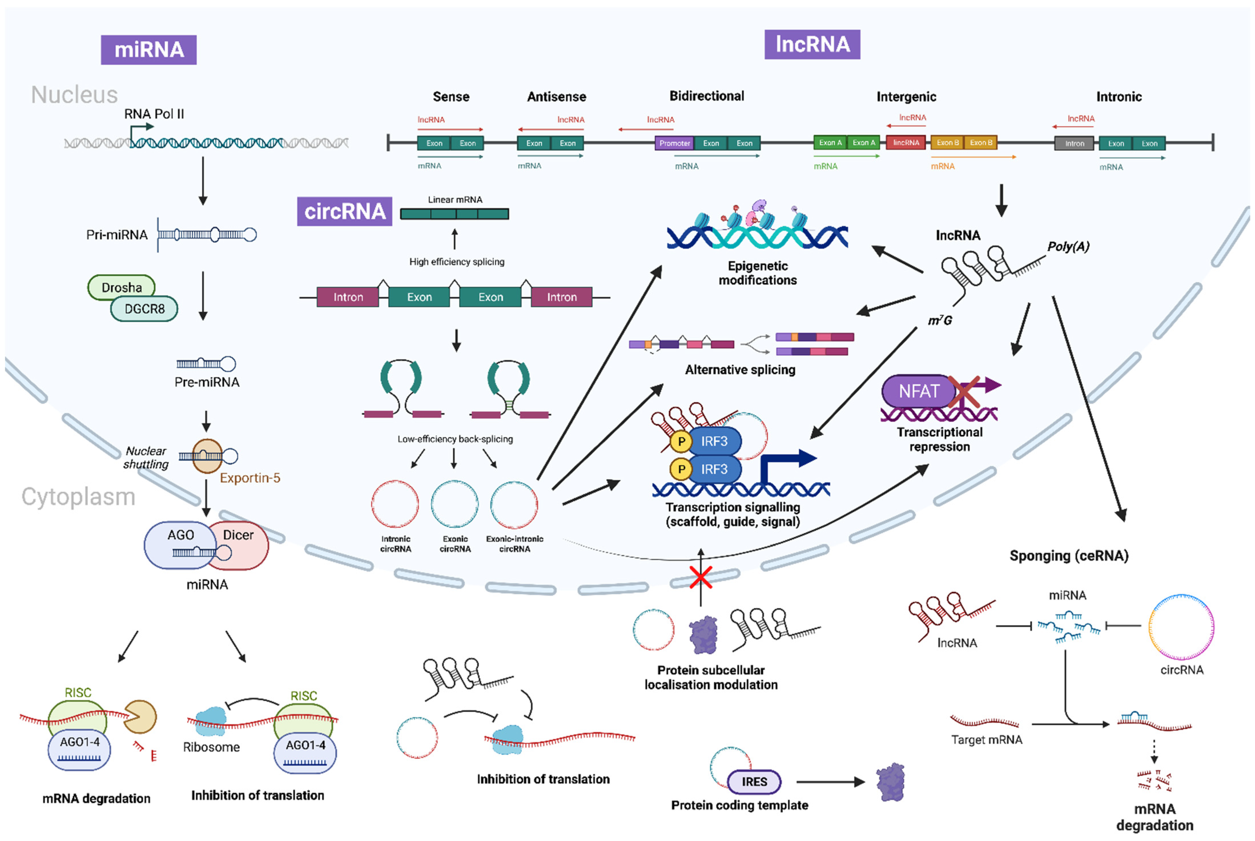 Biology 12 00024 g002 Biology 12 00024 g002