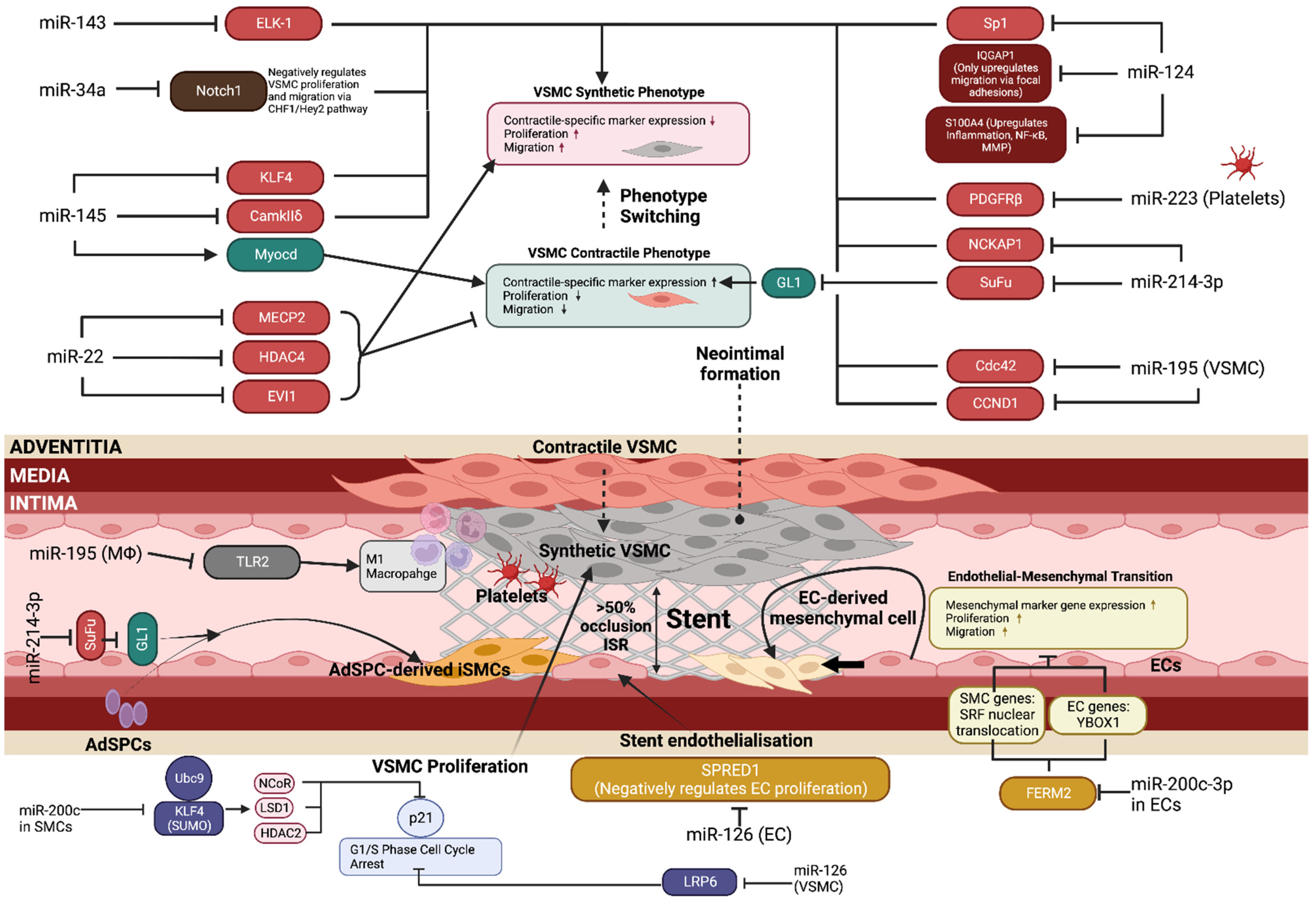 Biology 12 00024 g003 Biology 12 00024 g003