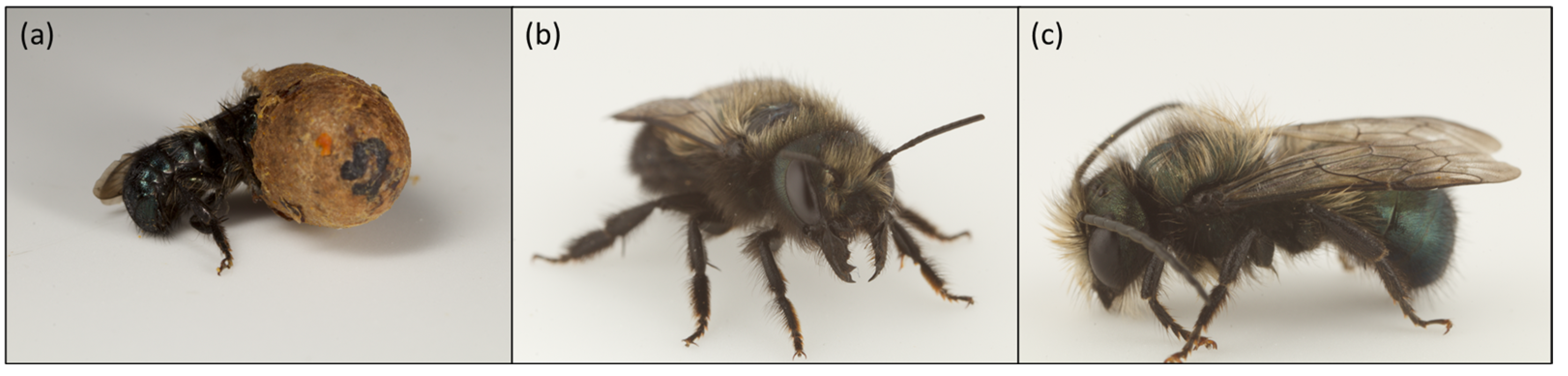 Biology 12 00031 g001 Biology 12 00031 g001