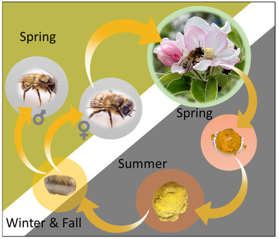 Carpenter bees - Florida Wildflower Foundation