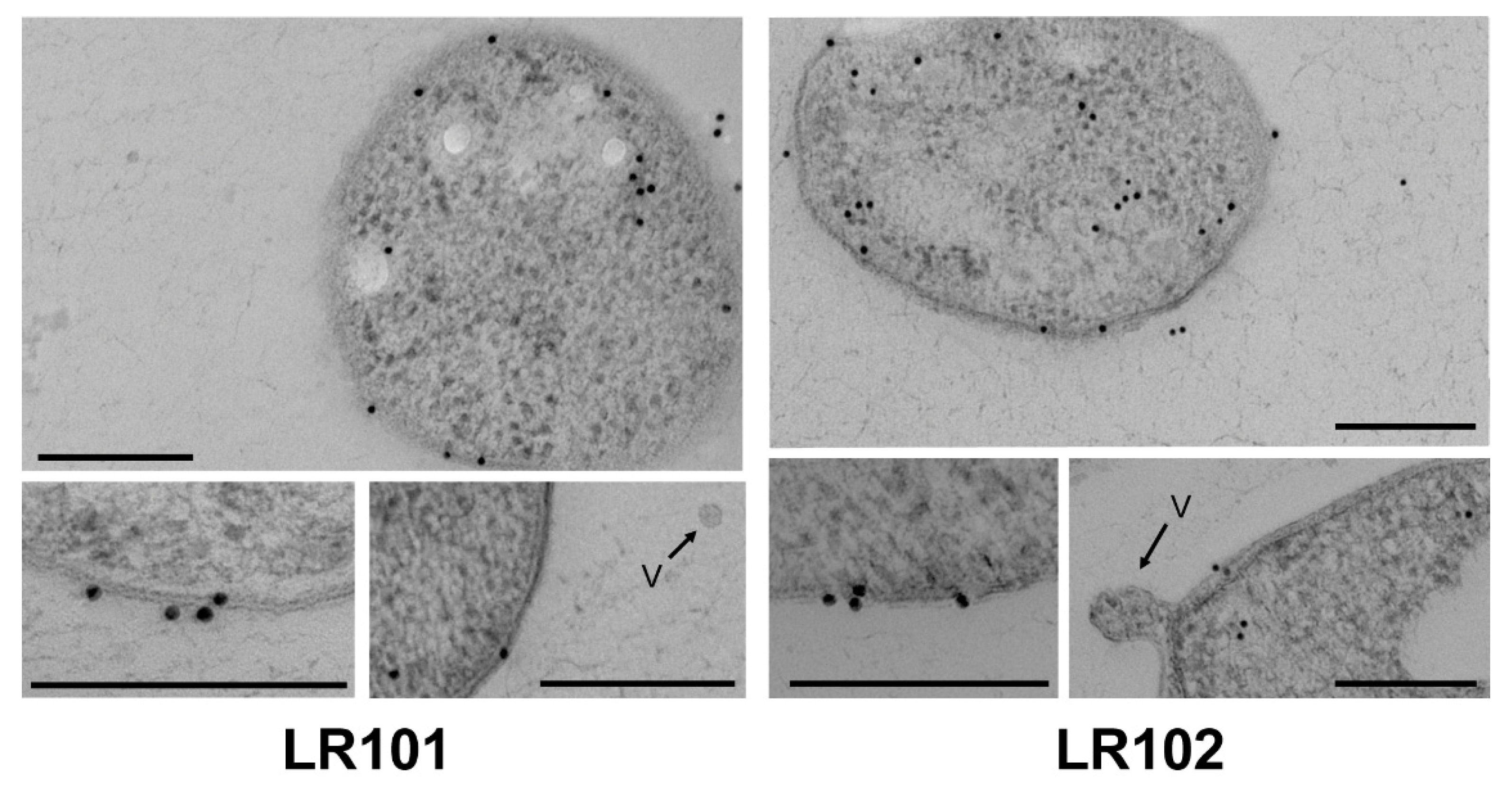 Biology 12 00044 g003 Biology 12 00044 g003