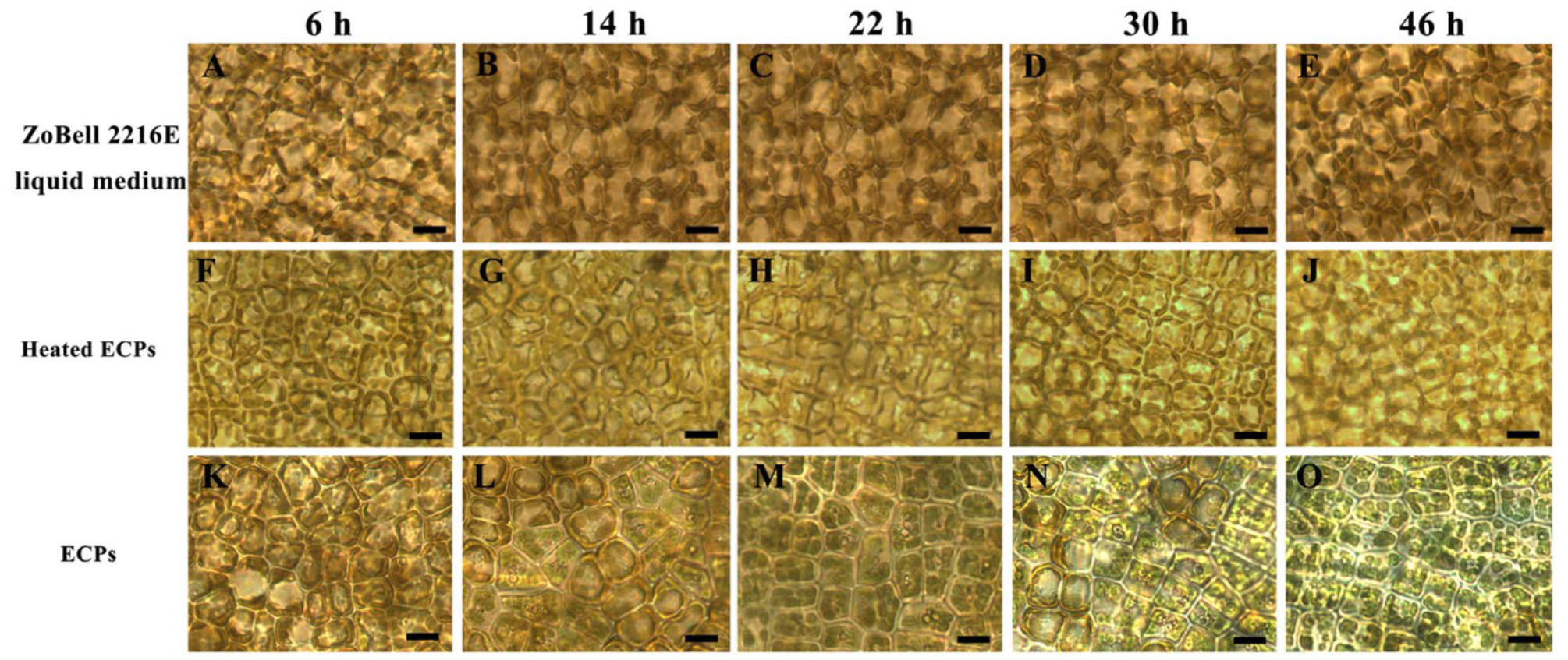 Biology 12 00047 g003 Biology 12 00047 g003