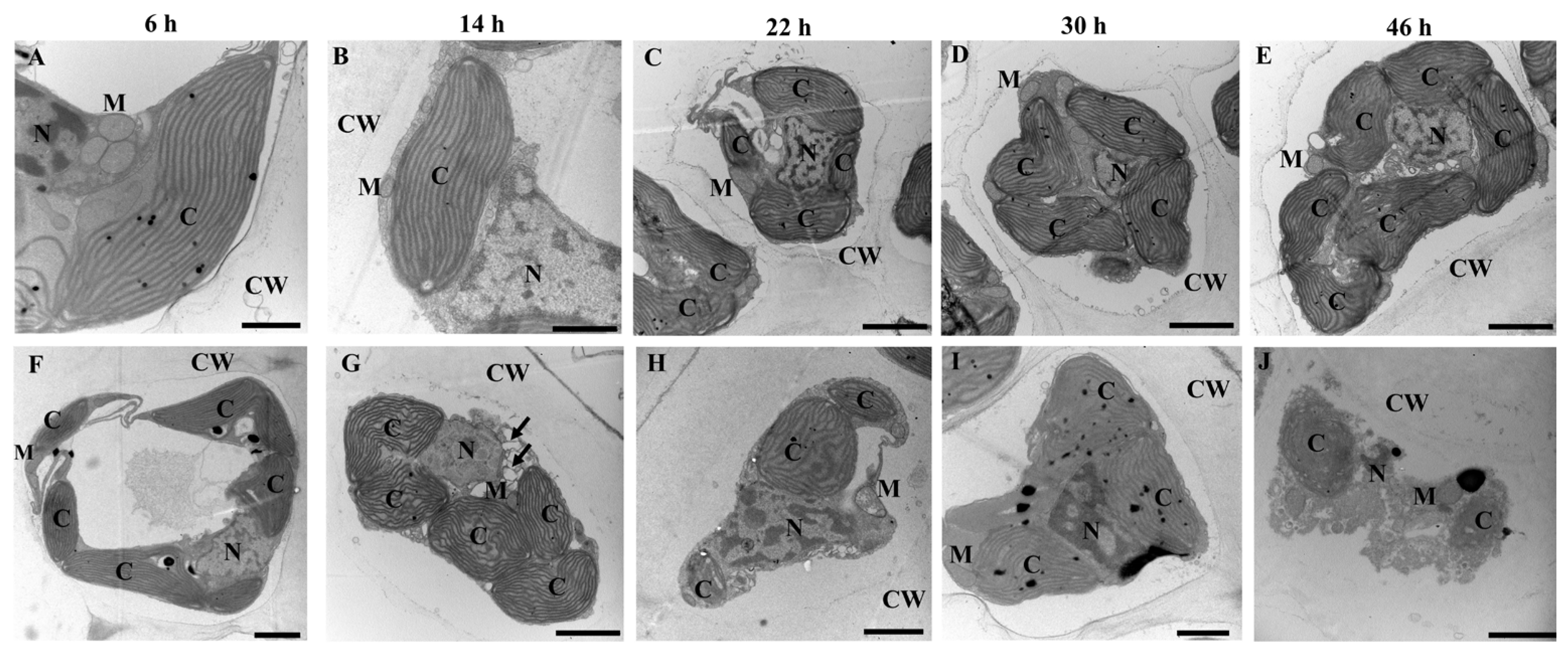 Biology 12 00047 g004 Biology 12 00047 g004
