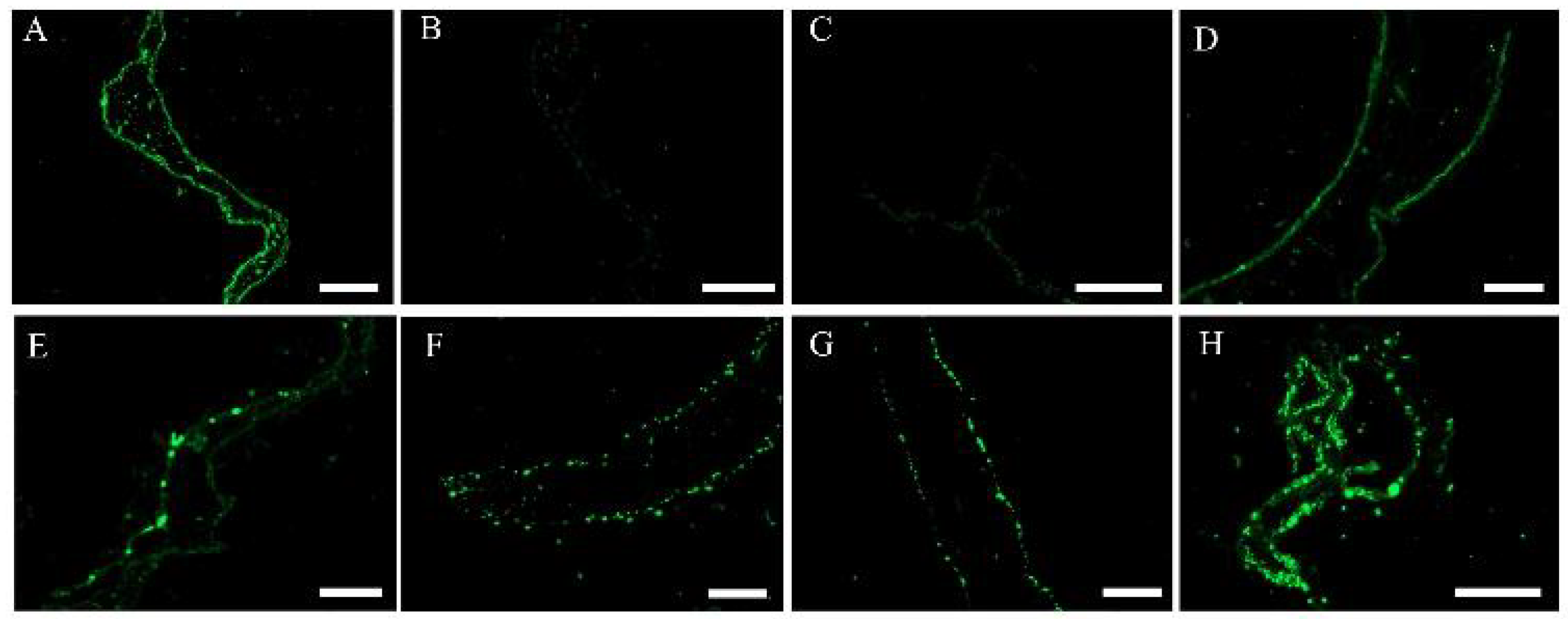 Biology 12 00047 g005 Biology 12 00047 g005