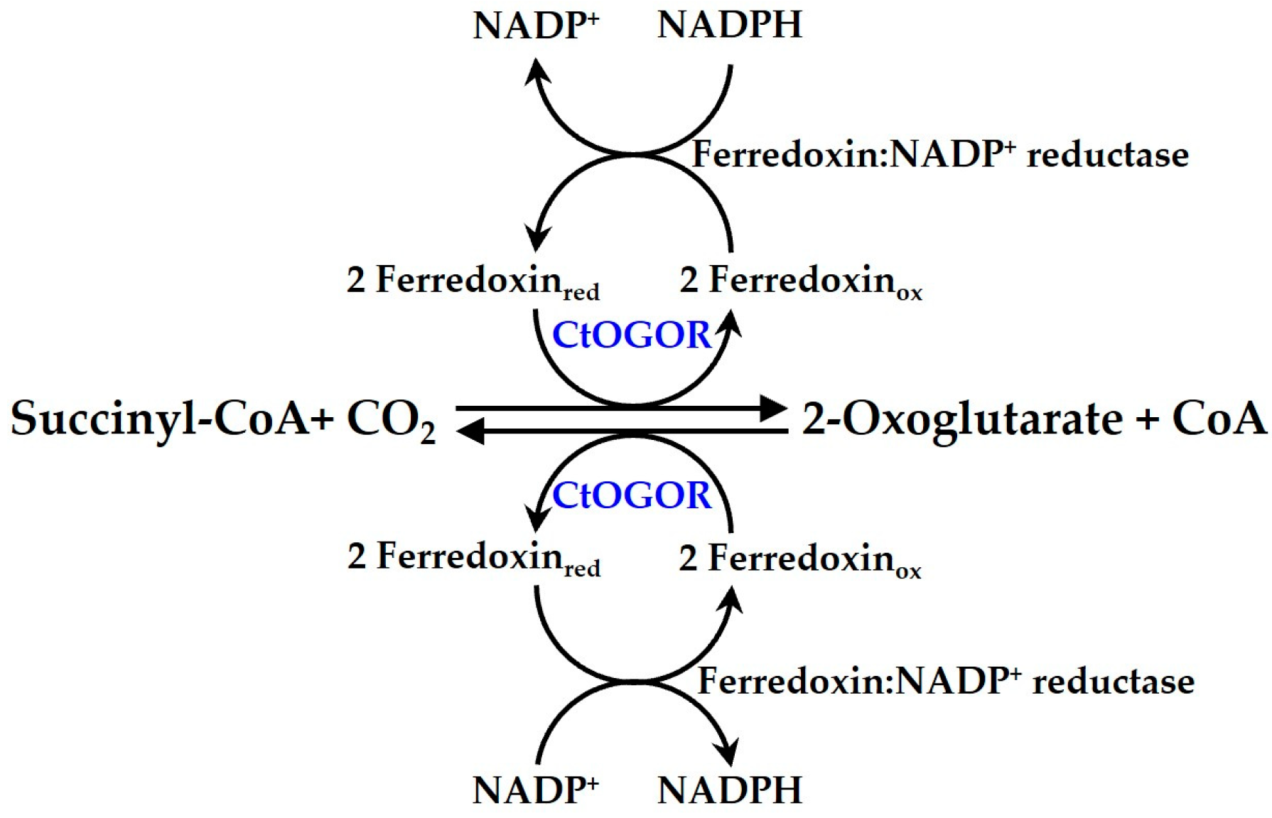 Biology 12 00059 g001