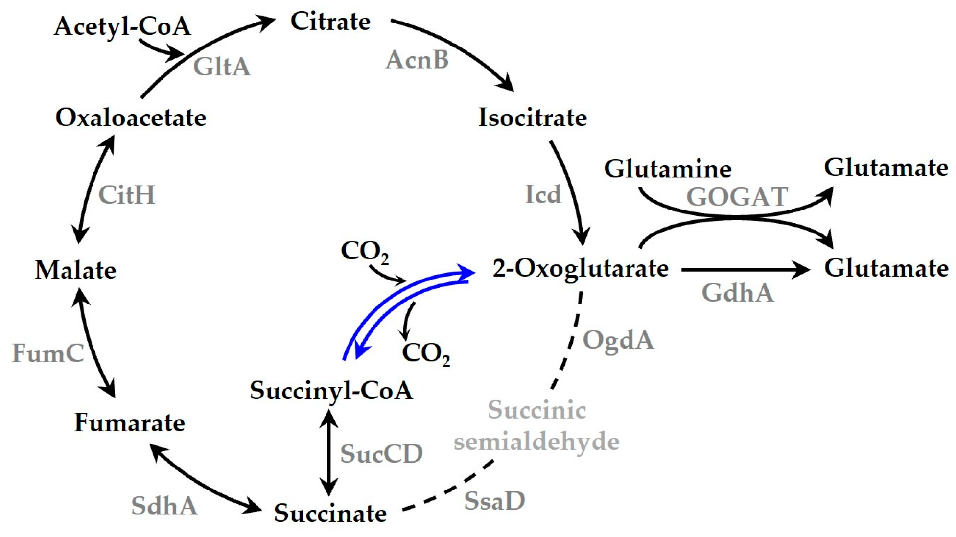 Biology 12 00059 g004