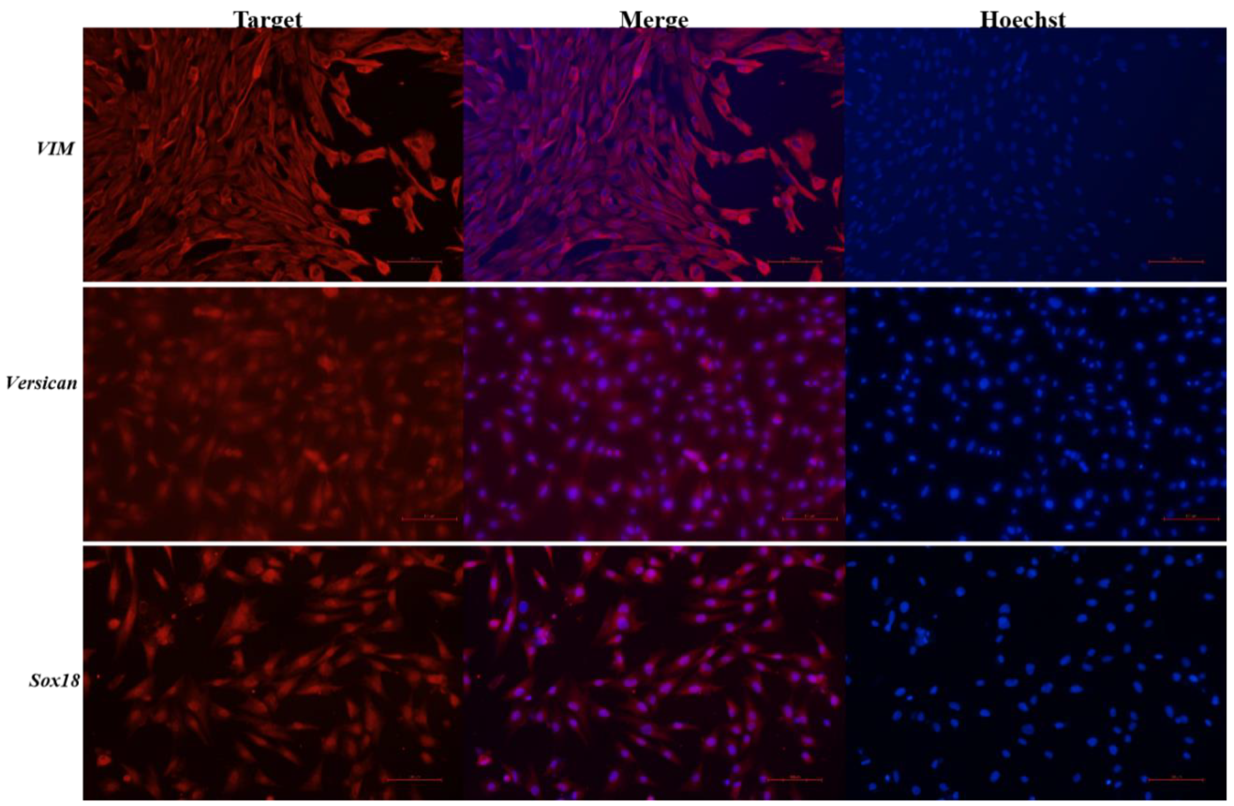 Biology 12 00065 g001 Biology 12 00065 g001