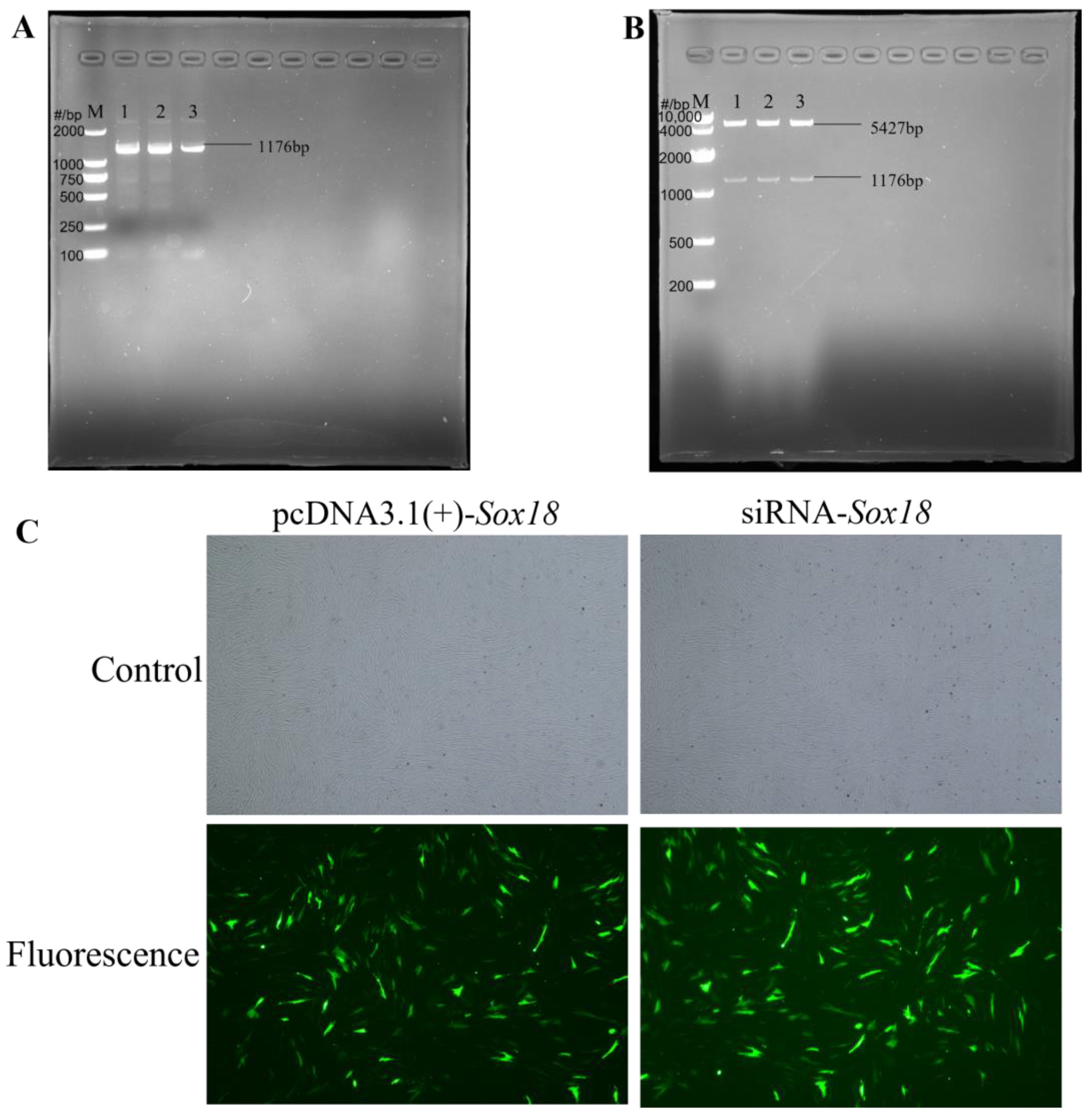 Biology 12 00065 g002 Biology 12 00065 g002
