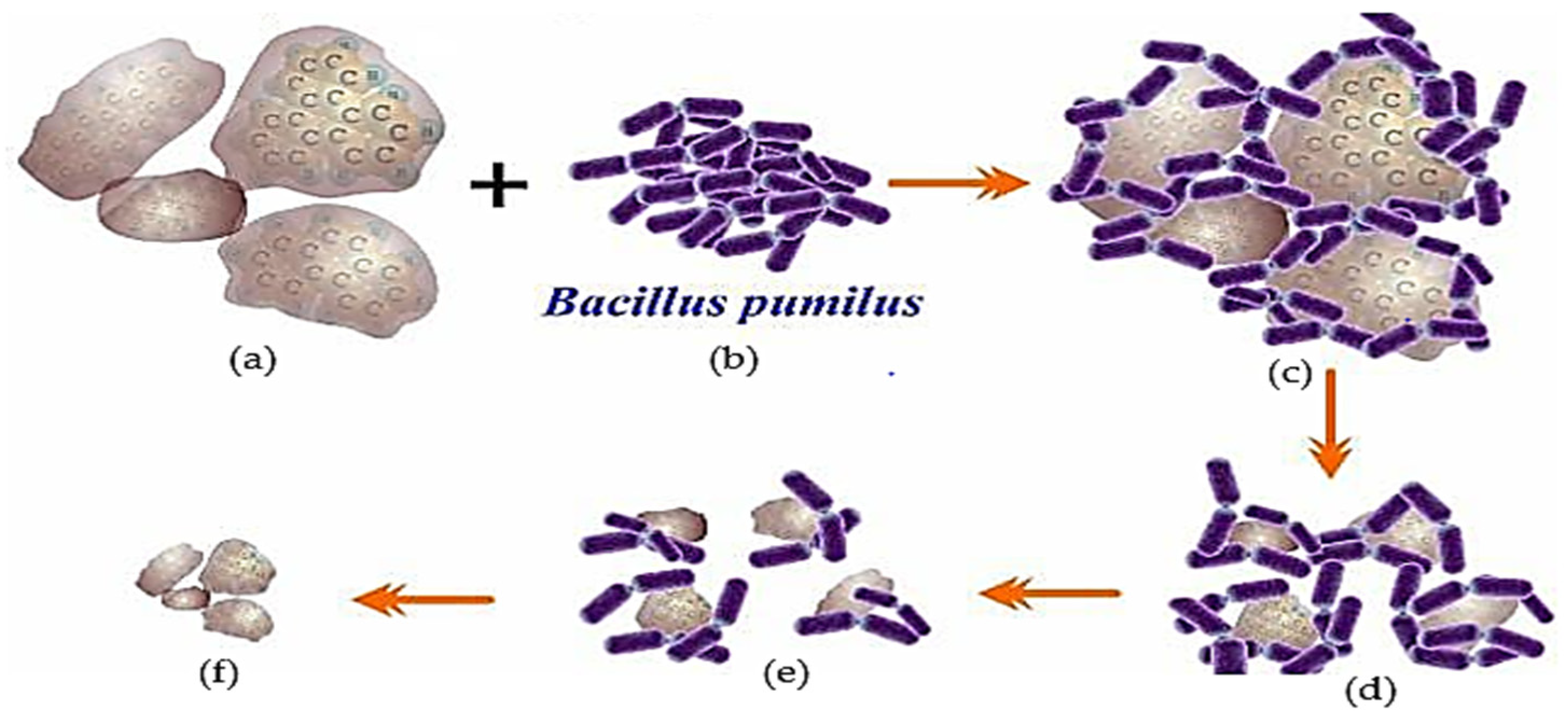 Biology 12 00086 g004 Biology 12 00086 g004