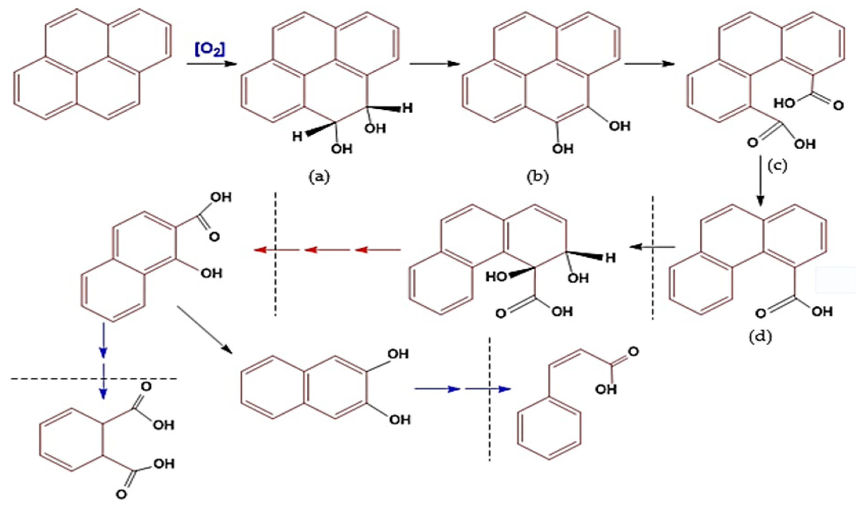 Biology 12 00086 g005 Biology 12 00086 g005
