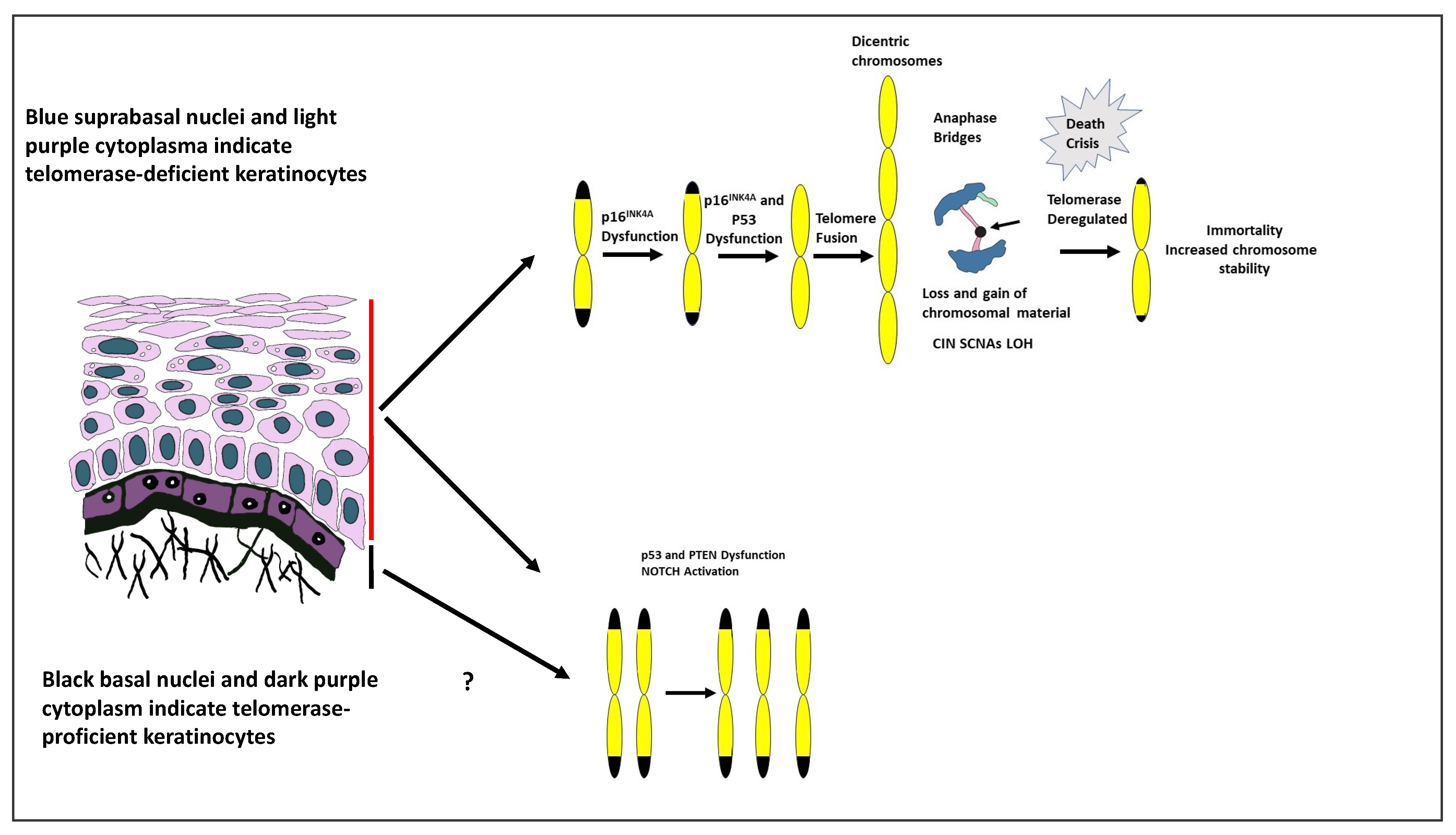 Biology 12 00103 g001