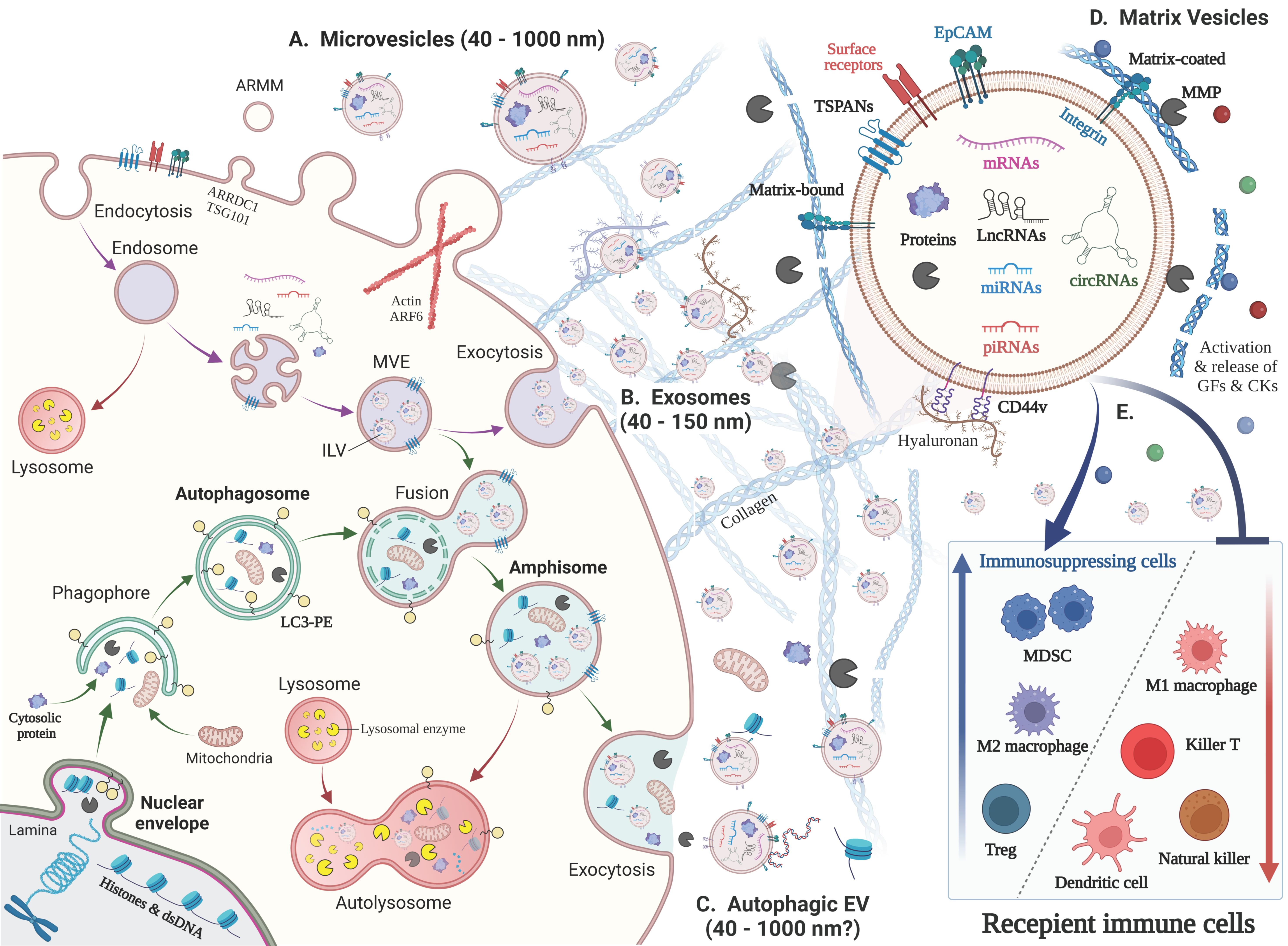 Biology 12 00110 g001 Biology 12 00110 g001