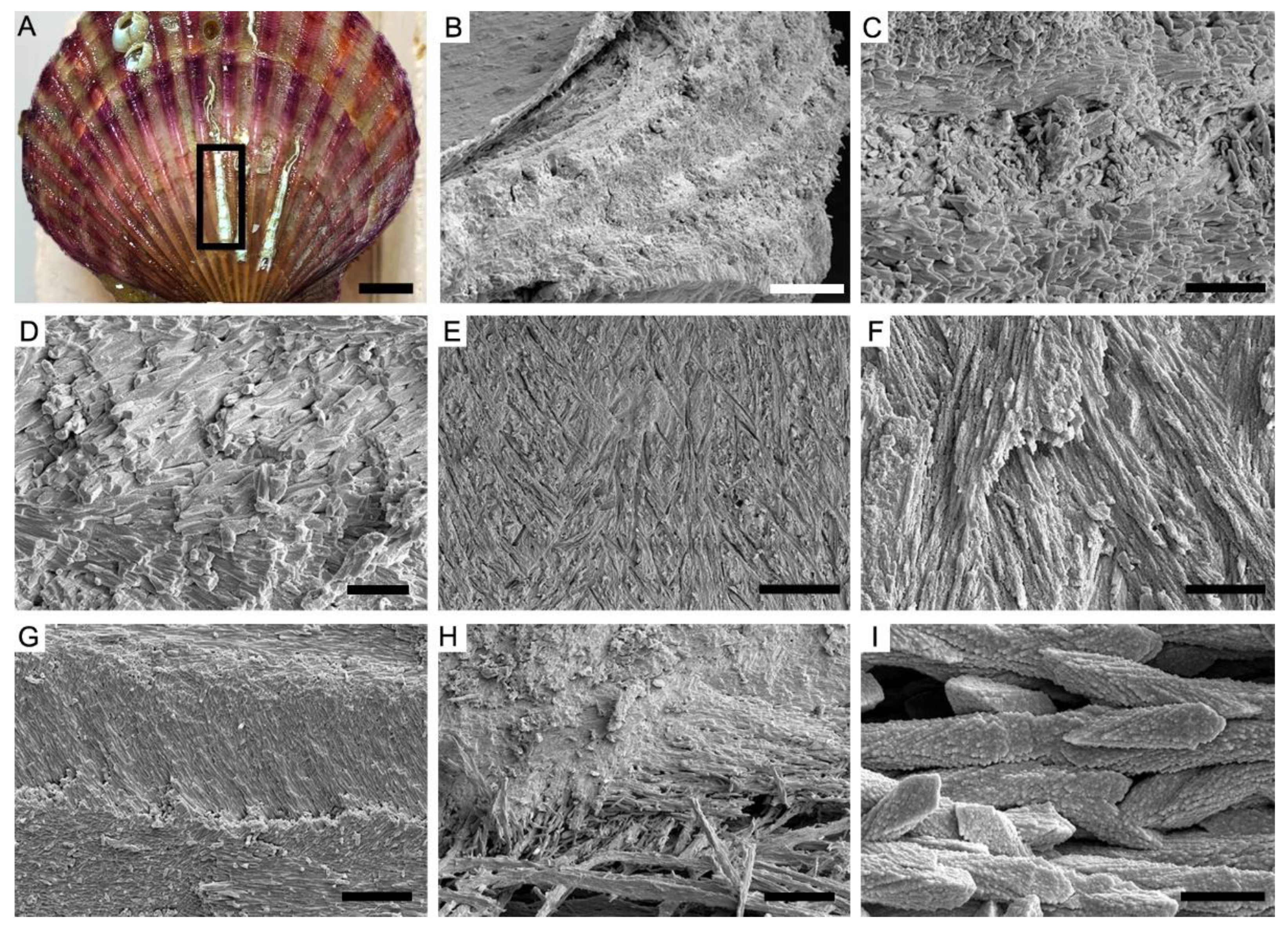Biology 12 00113 g004 Biology 12 00113 g004