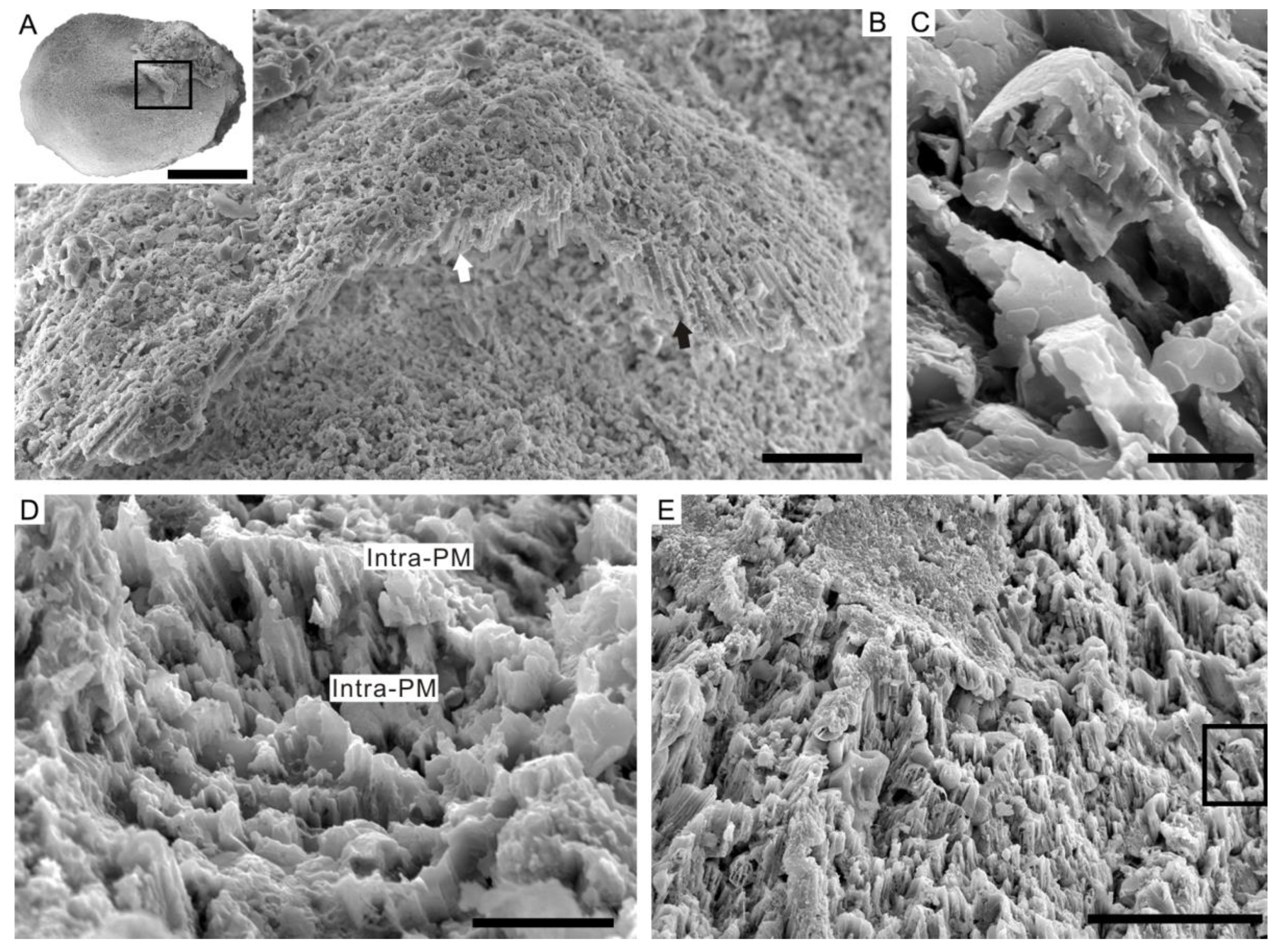 Biology 12 00113 g005 Biology 12 00113 g005