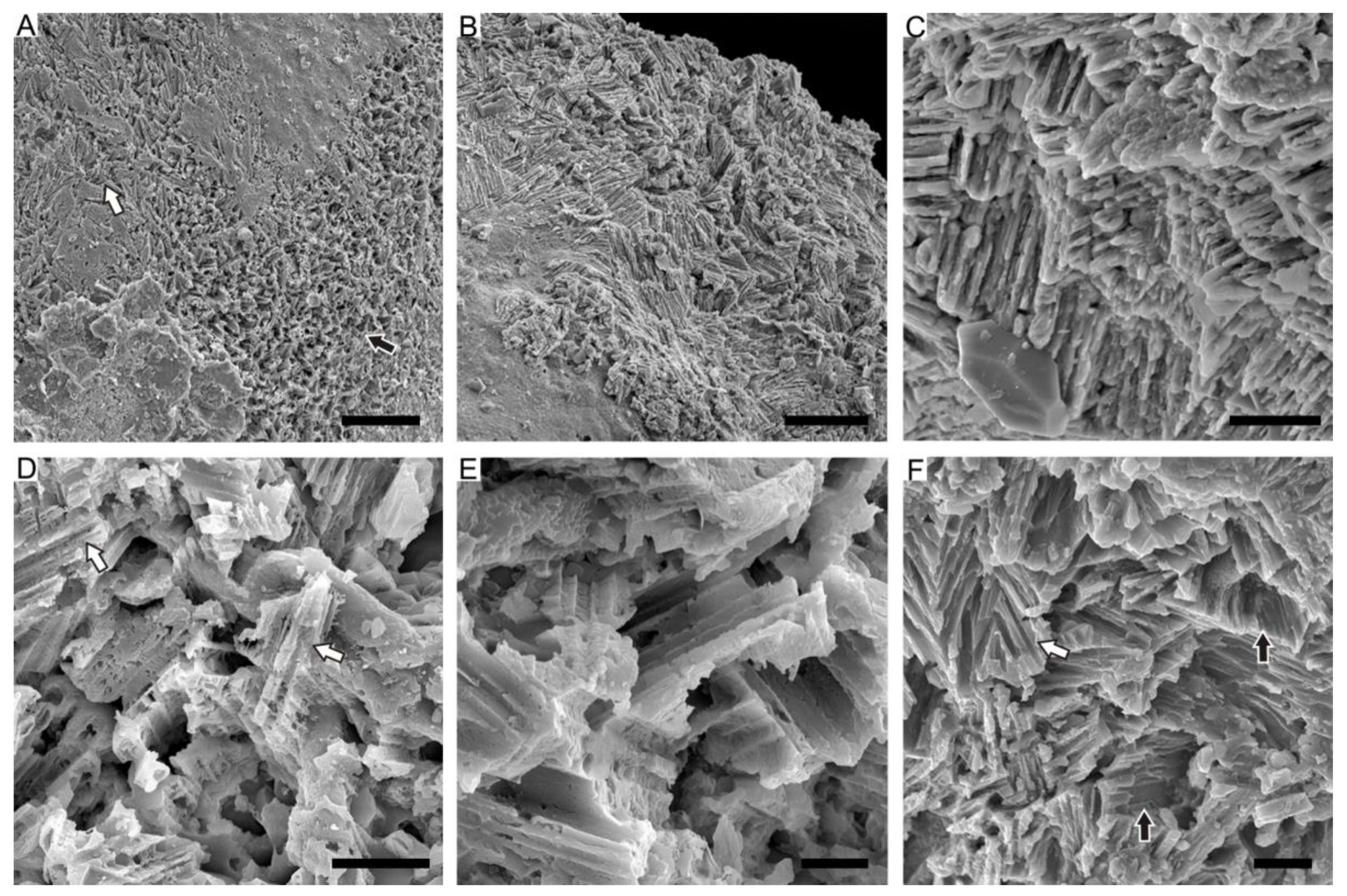 Biology 12 00113 g006 Biology 12 00113 g006