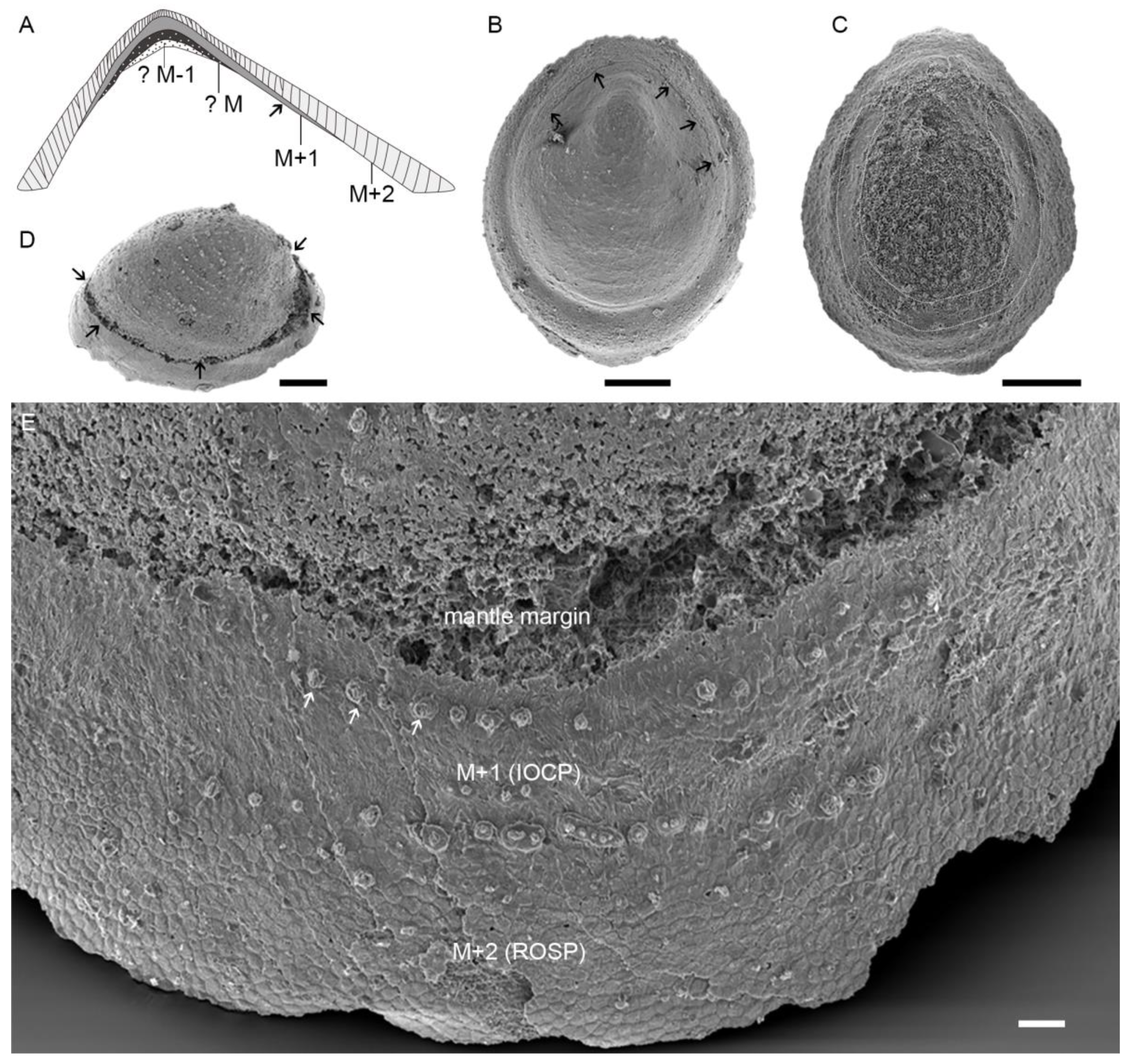 Biology 12 00113 g007 Biology 12 00113 g007