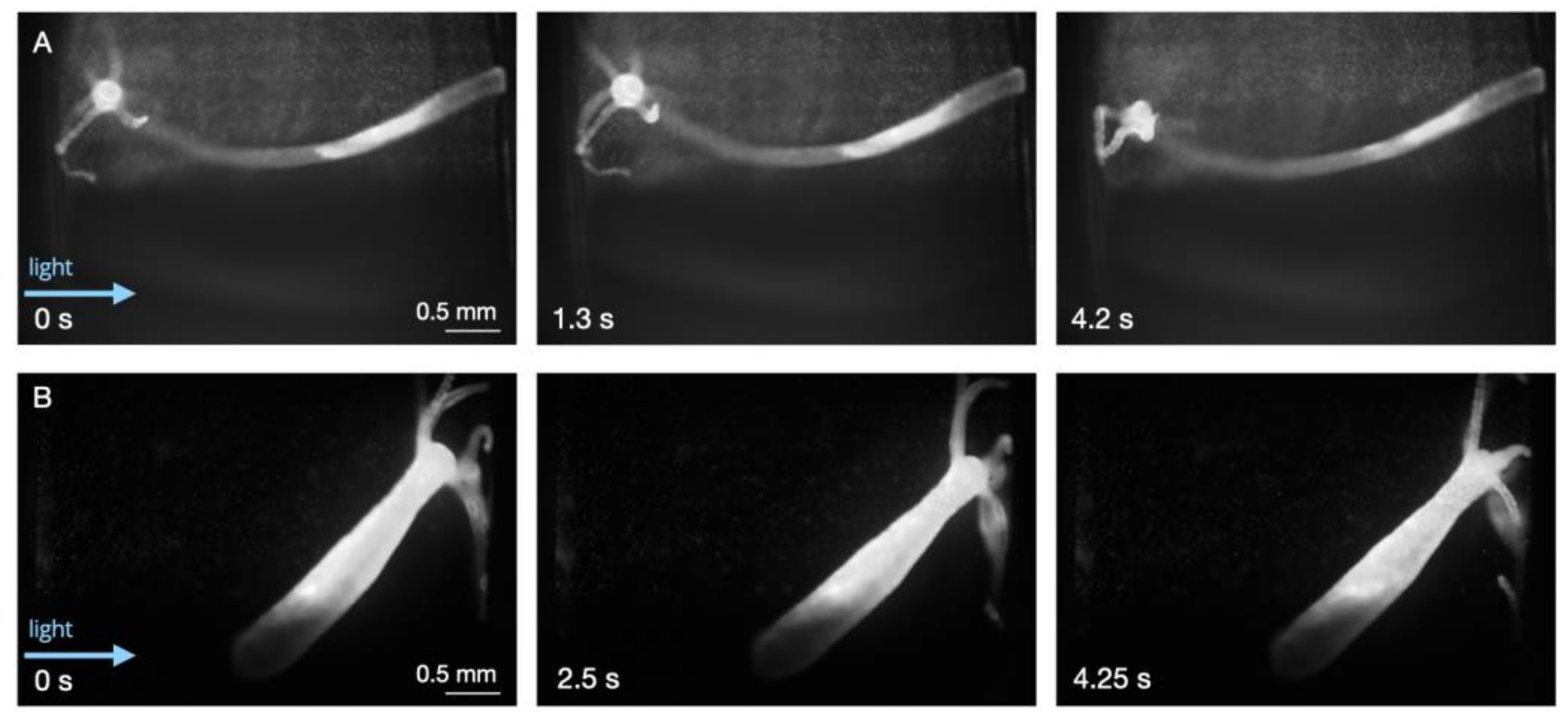 Biology 12 00116 g002 Biology 12 00116 g002