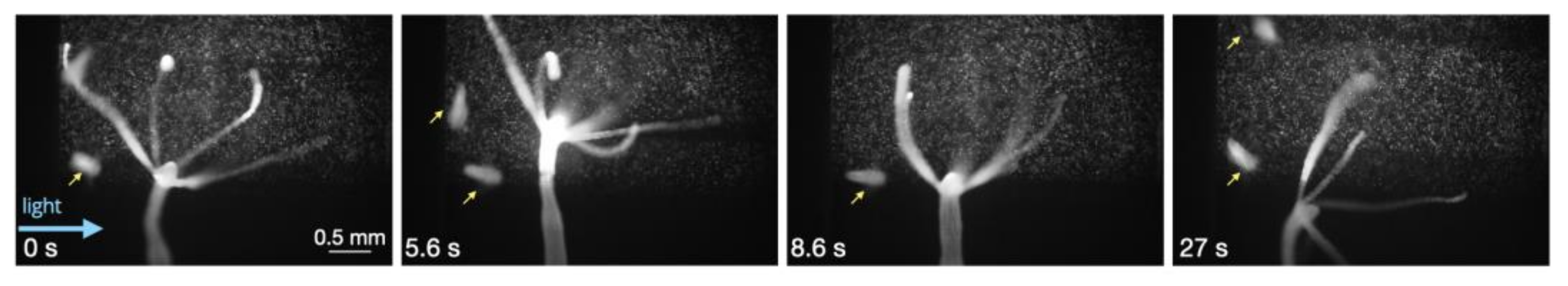 Biology 12 00116 g003 Biology 12 00116 g003