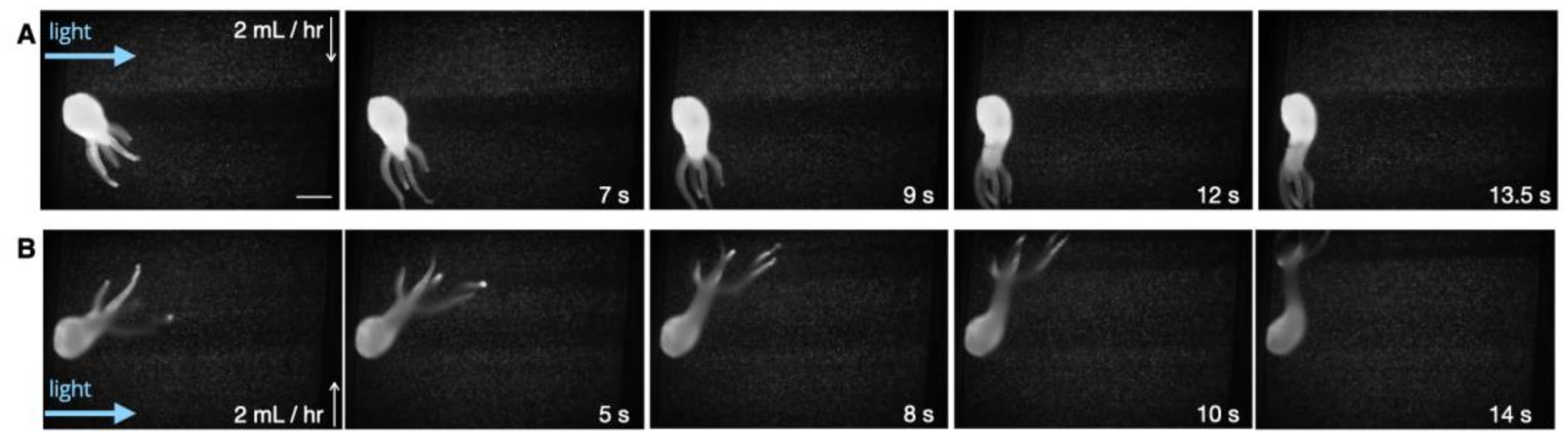 Biology 12 00116 g004 Biology 12 00116 g004