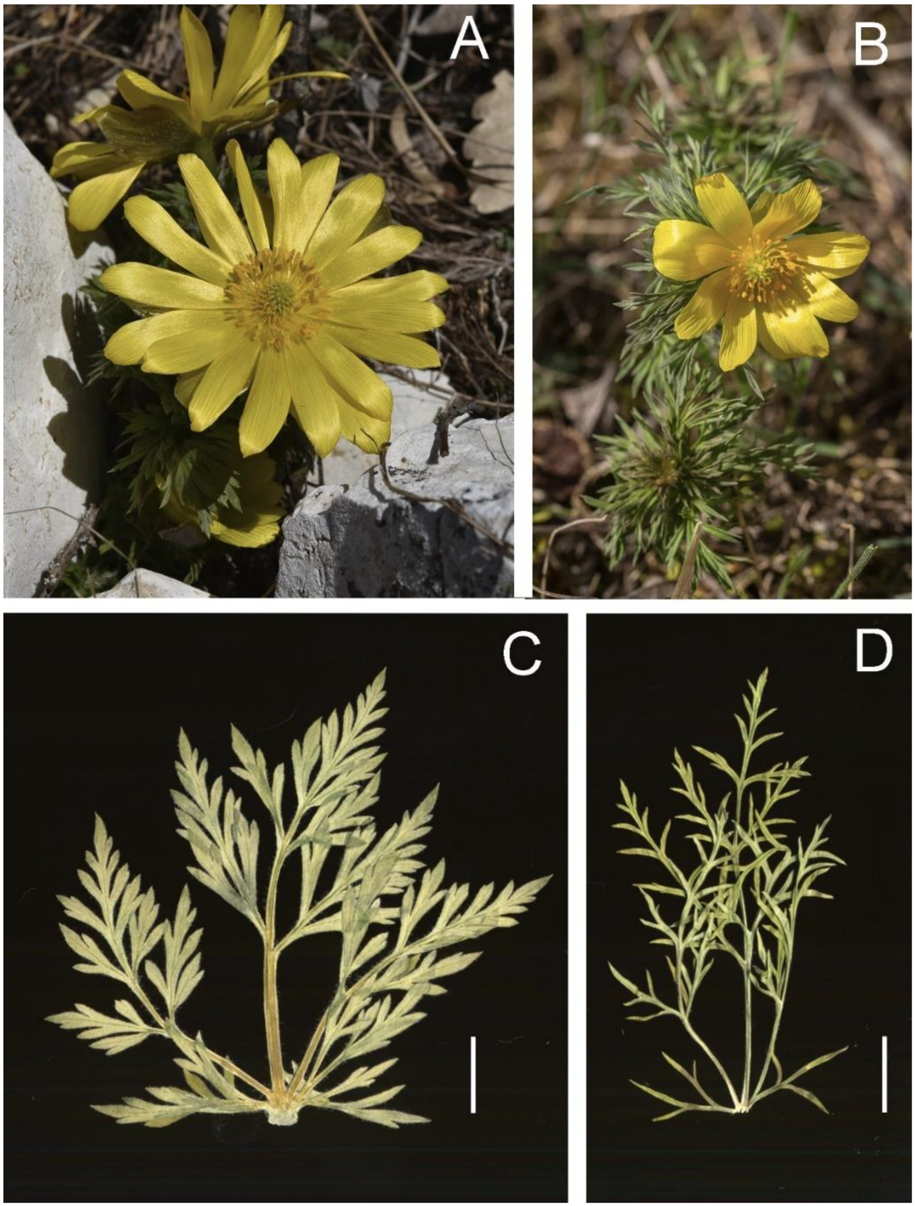 Biology 12 00118 g003 Biology 12 00118 g003