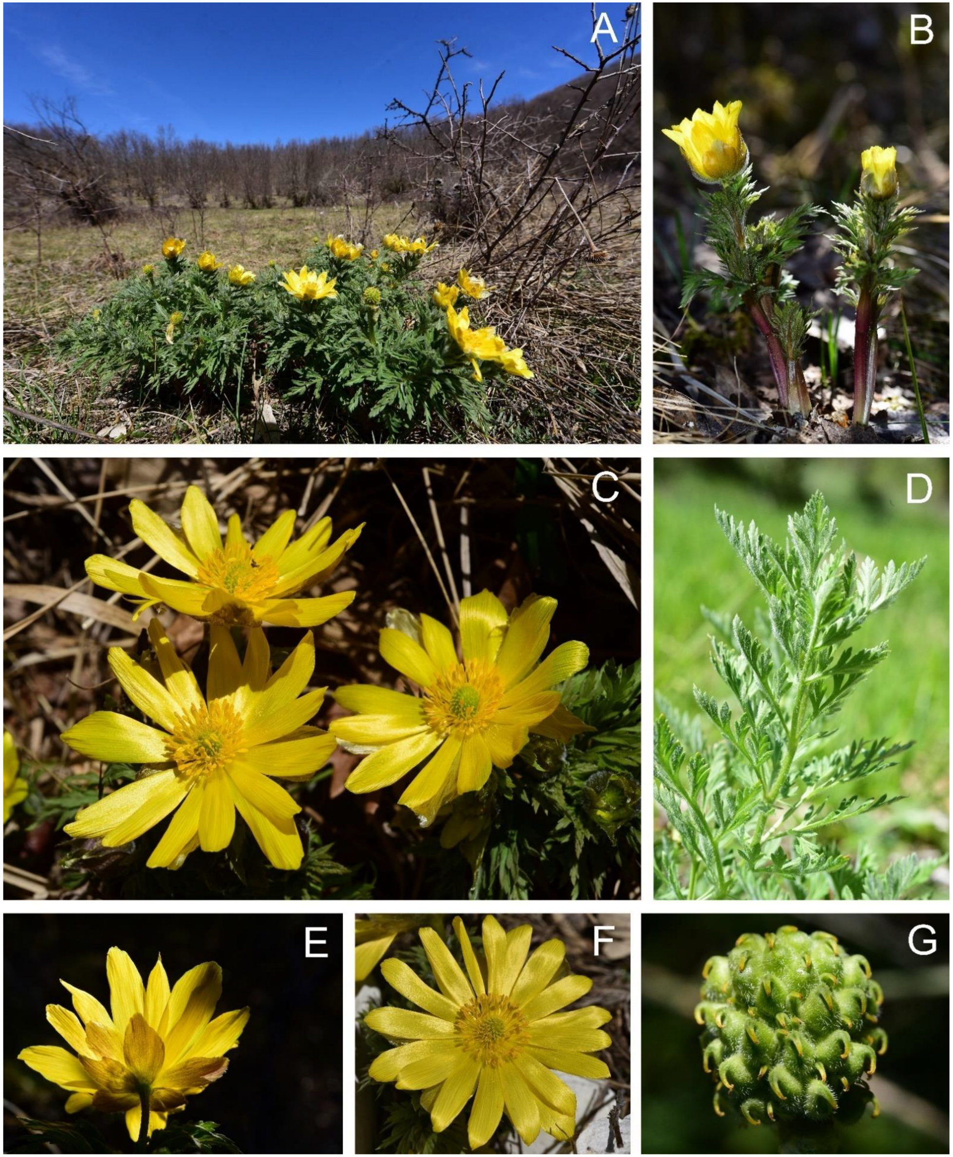 Biology 12 00118 g007 Biology 12 00118 g007