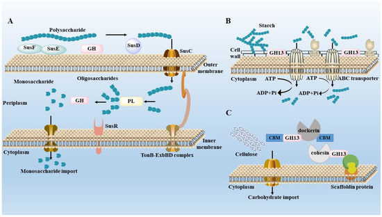 The Interaction between Mushroom Polysaccharides and Gut