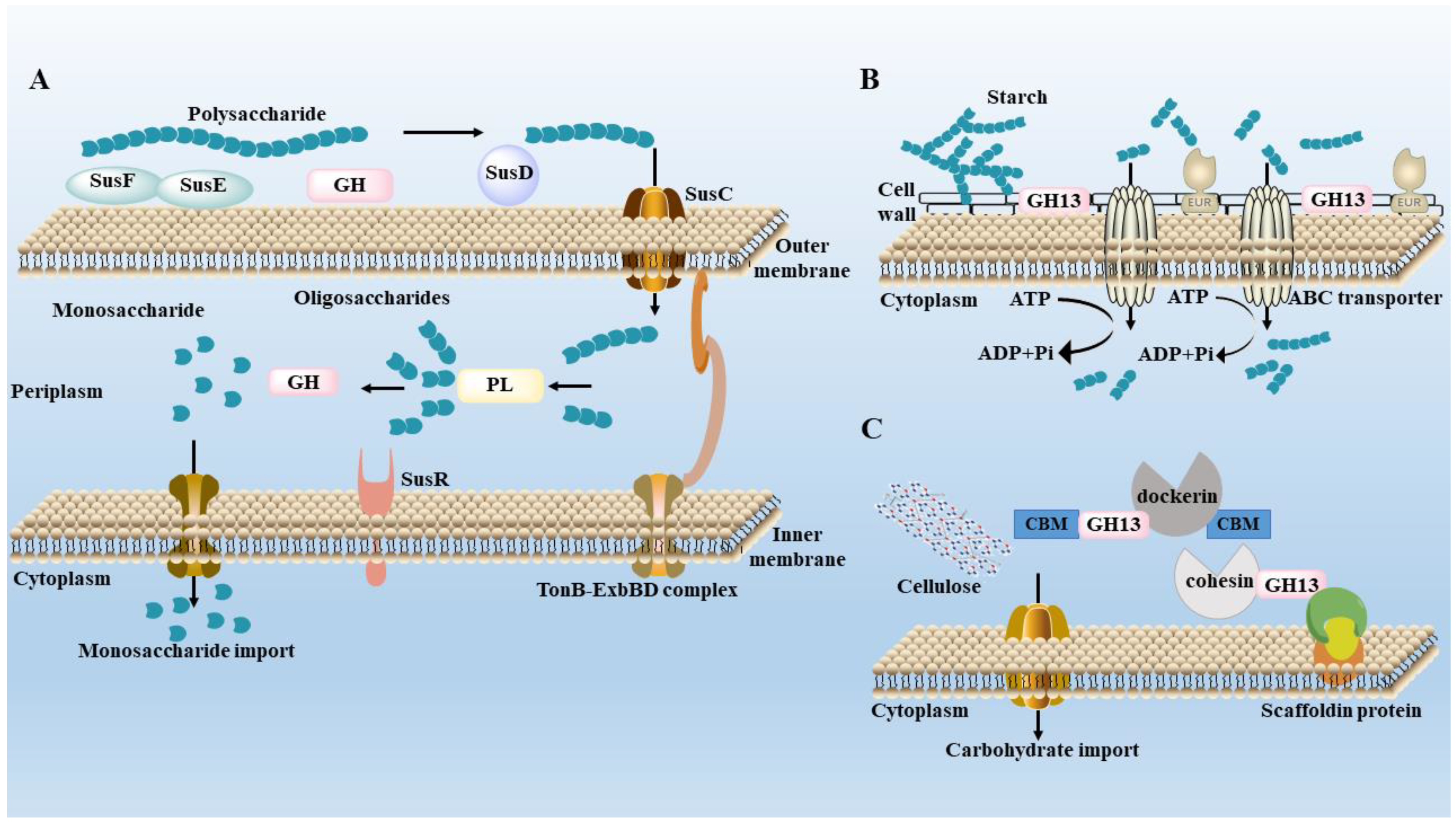 Biology | Free Full-Text | The Interaction between Mushroom 