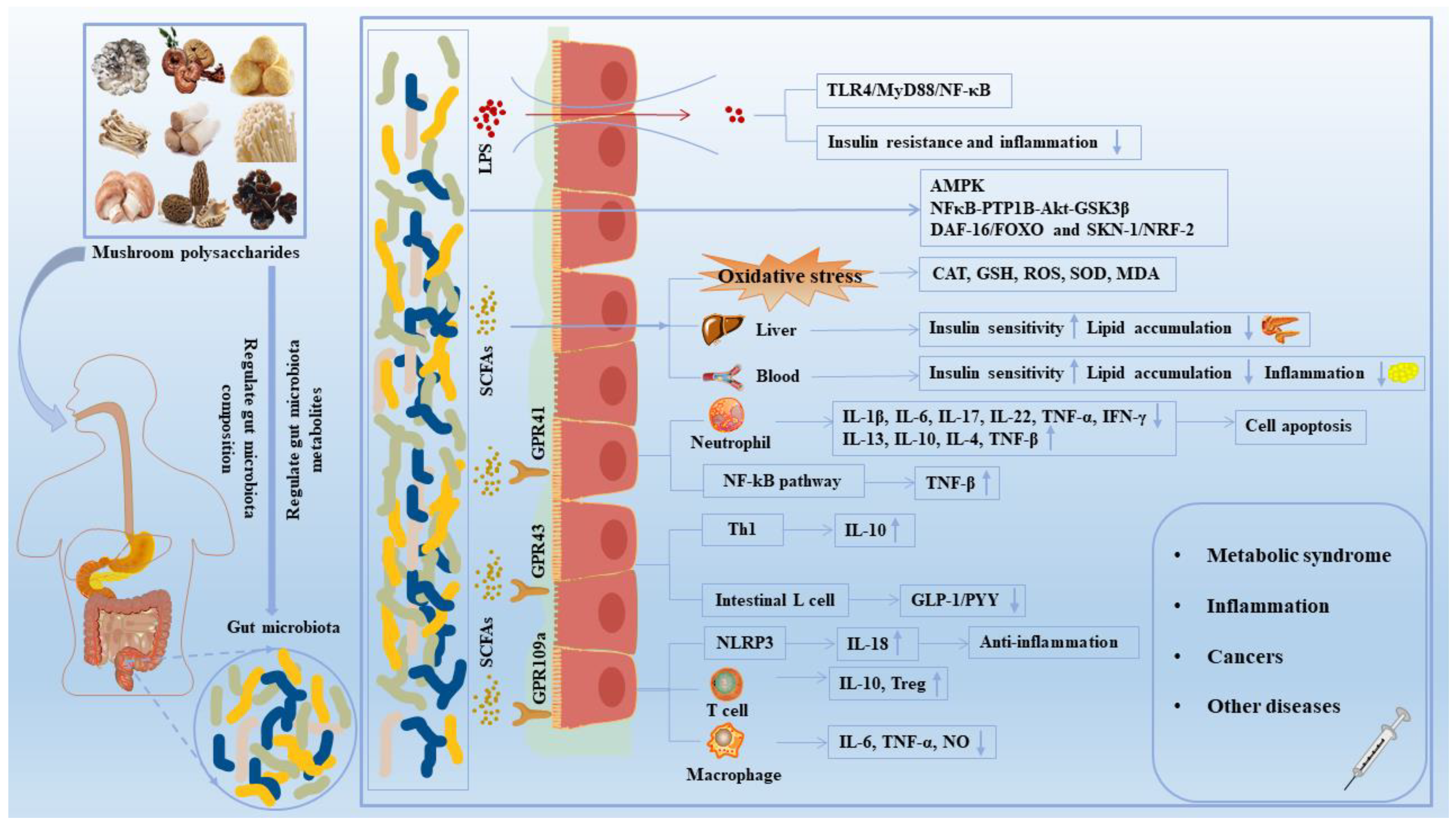 The Interaction between Mushroom Polysaccharides and Gut